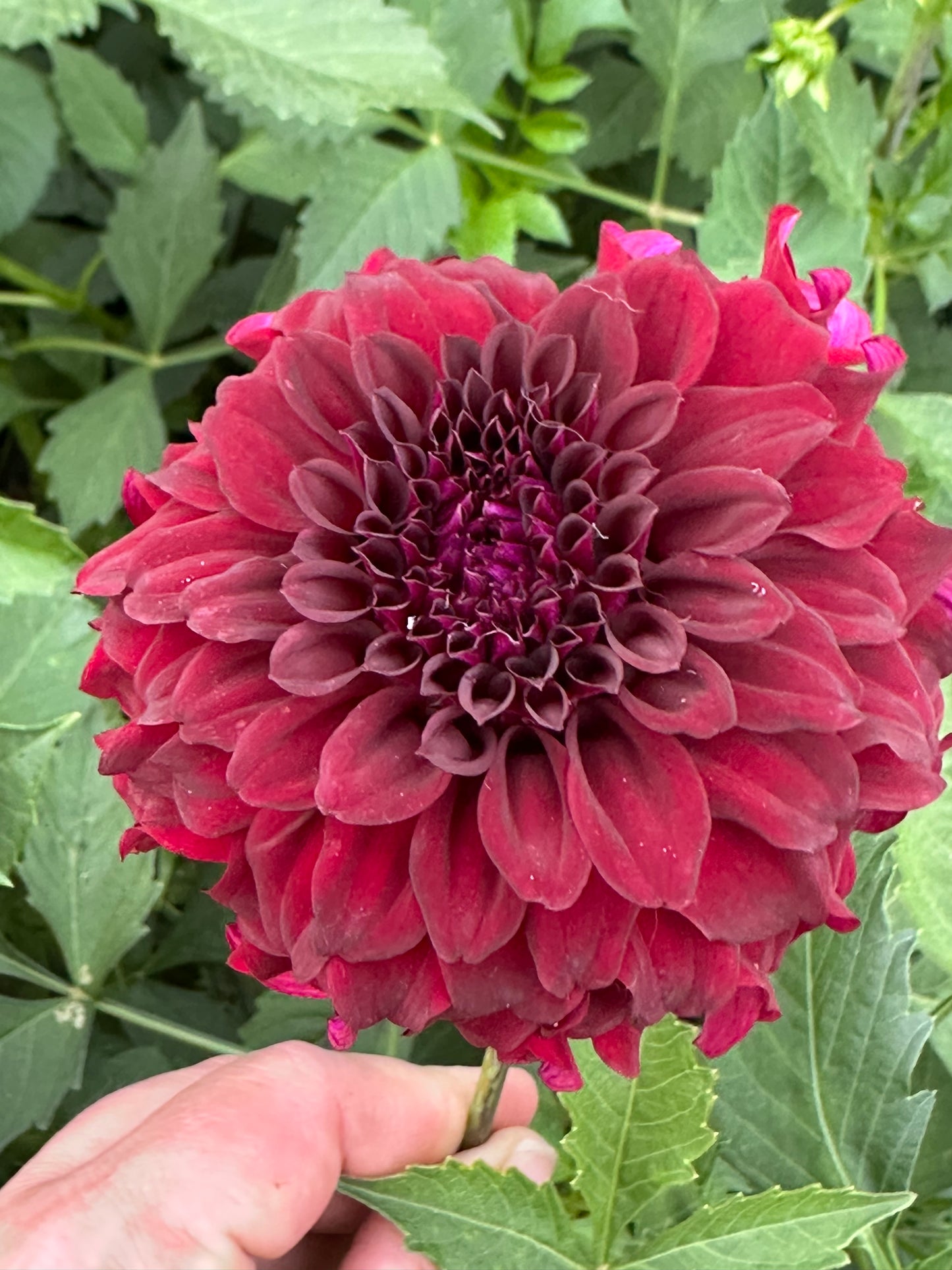 River's Penelope Dahlia Tuber