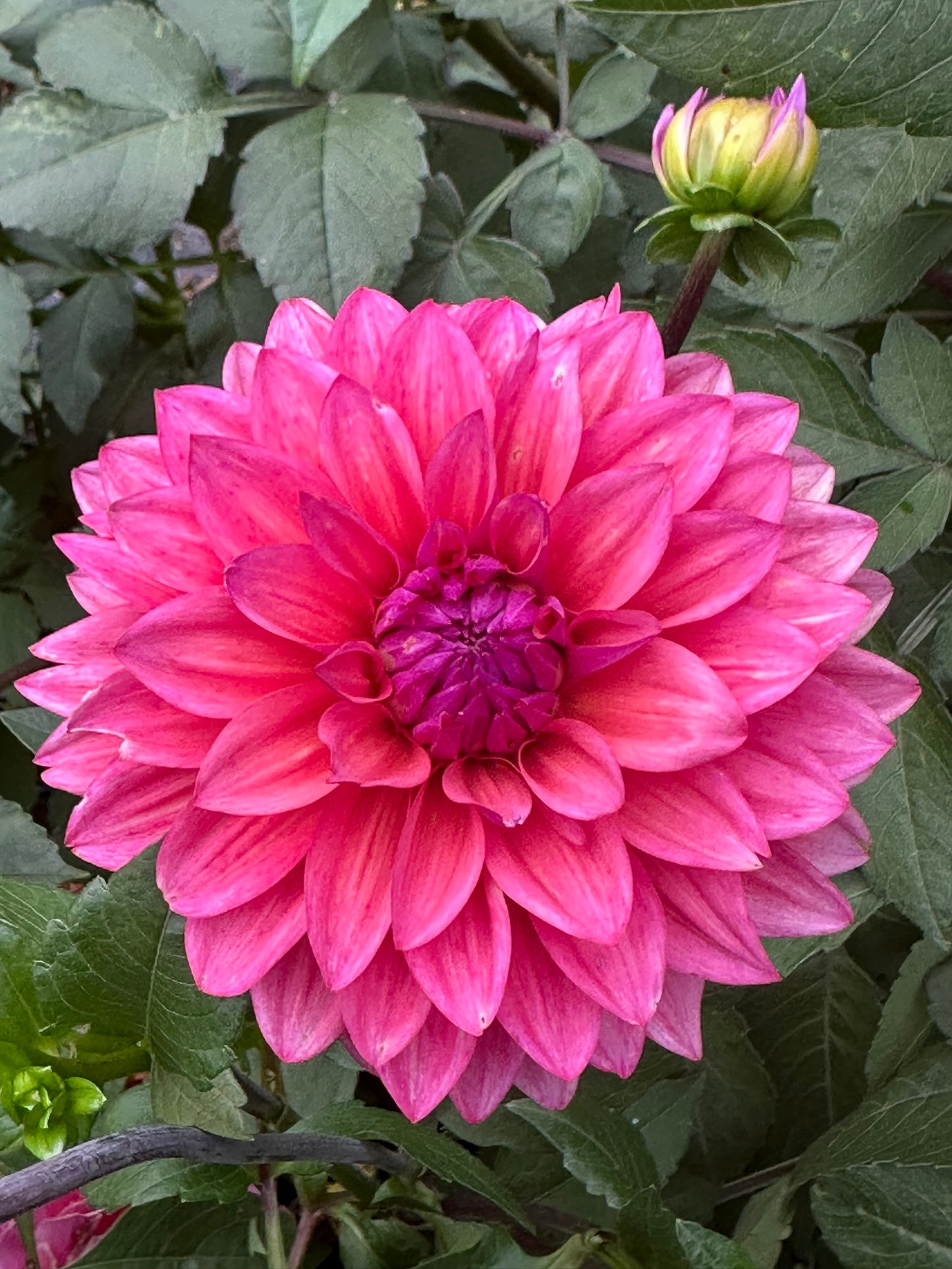 Feline Yvonne Dahlia Tuber