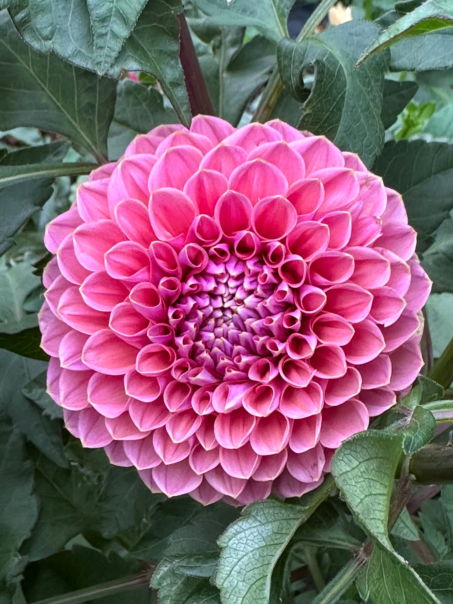 GC Pink Lemonade Dahlia Tuber