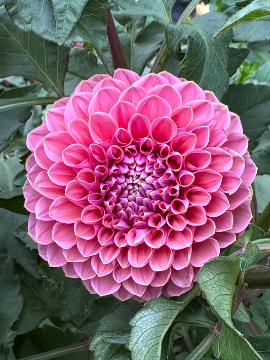 GC Pink Lemonade Dahlia Tuber