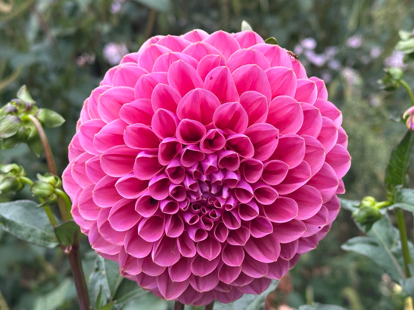 GC Pink Lemonade Dahlia Tuber