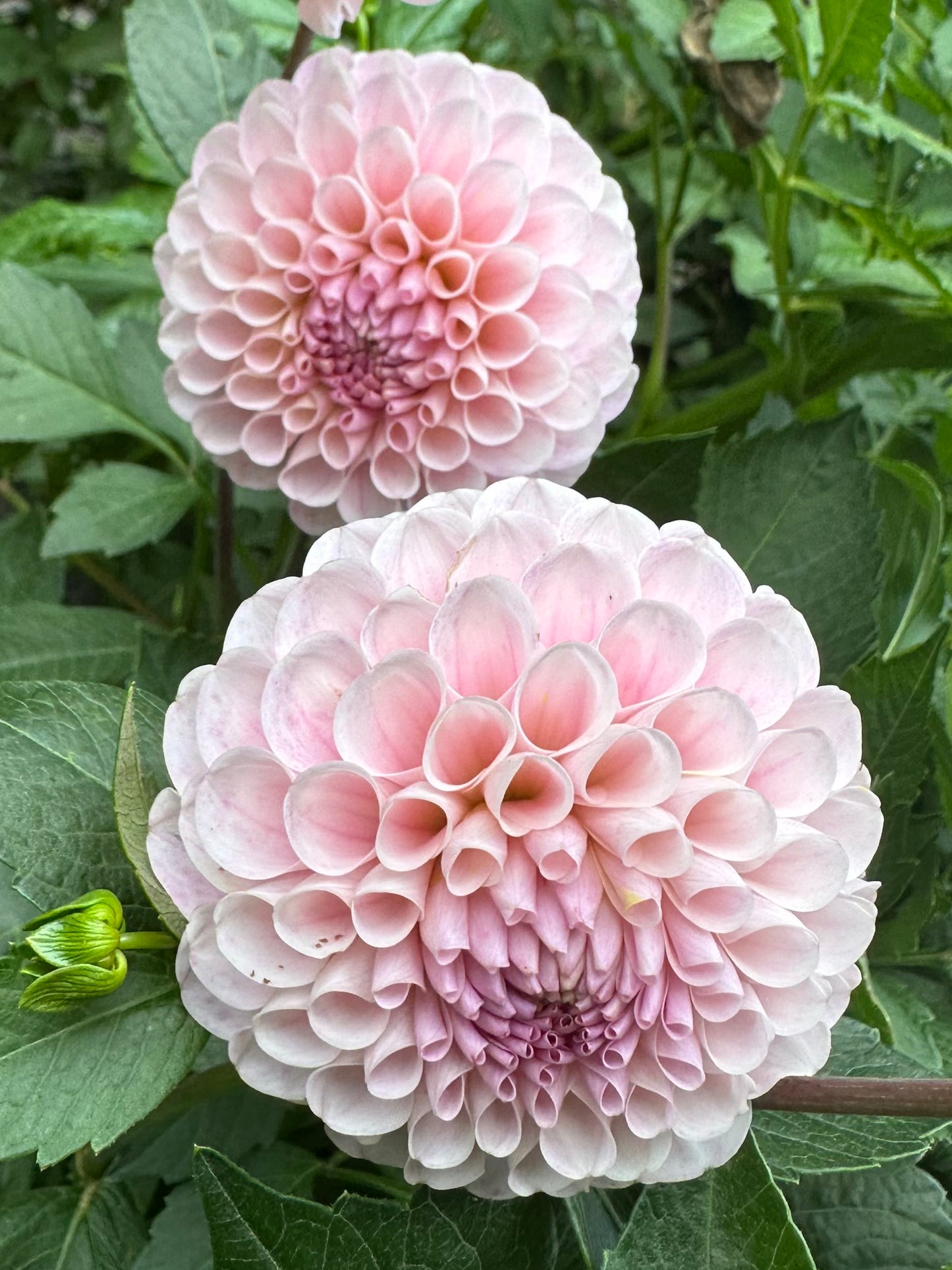 20th Ave Memory Dahlia Tuber
