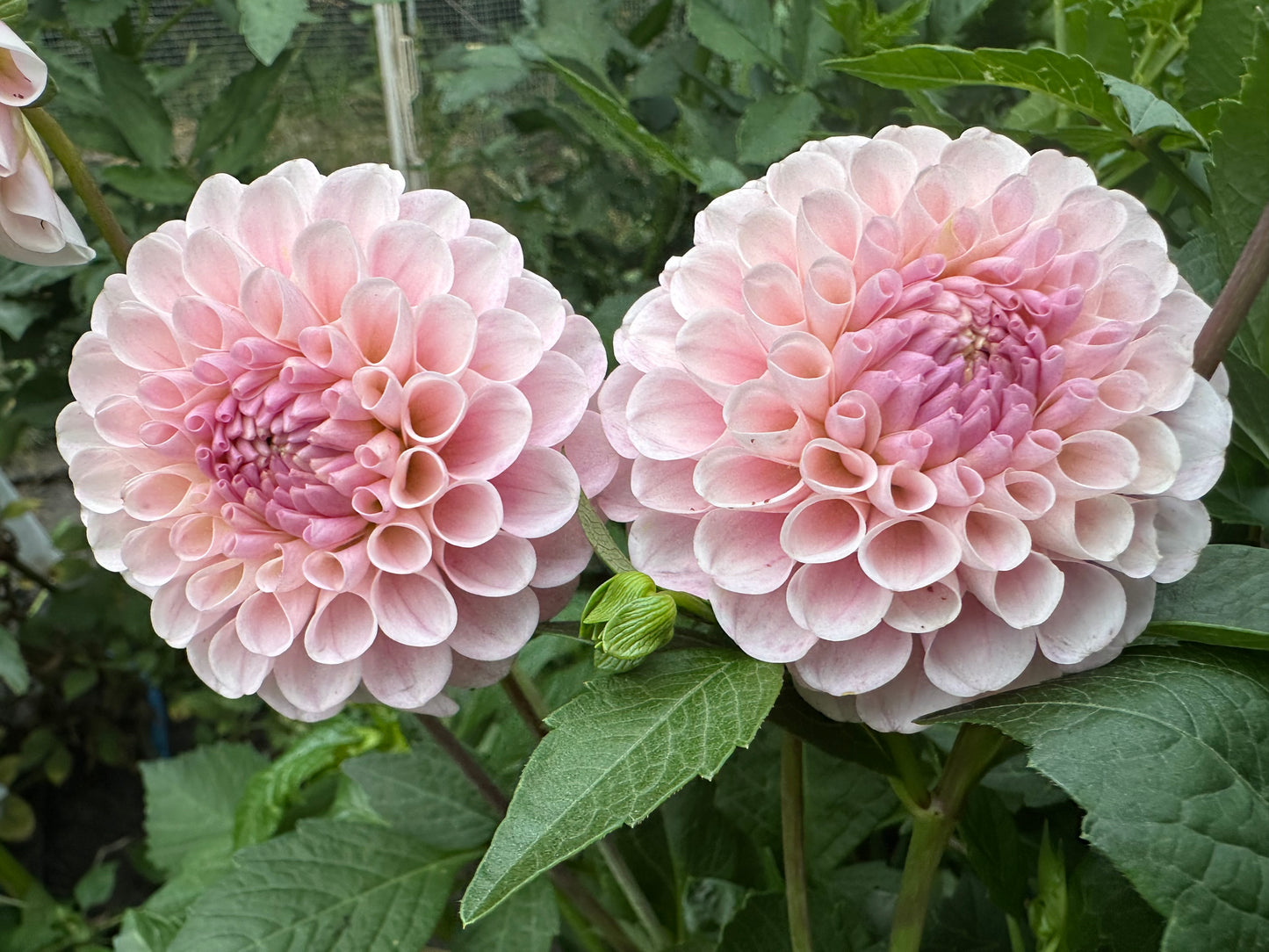 20th Ave Memory Dahlia Tuber