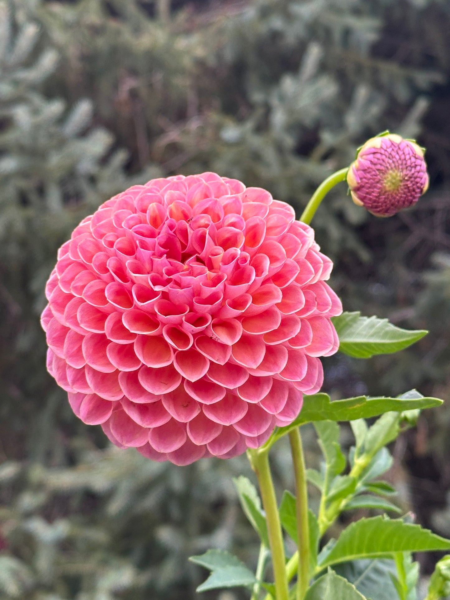 Jowey Winnie Dahlia Tuber