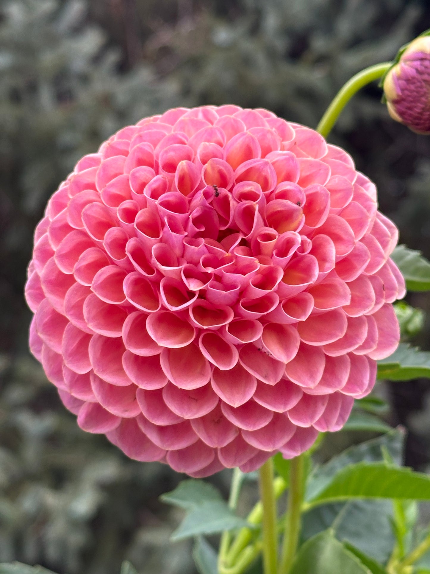 Jowey Winnie Dahlia Tuber
