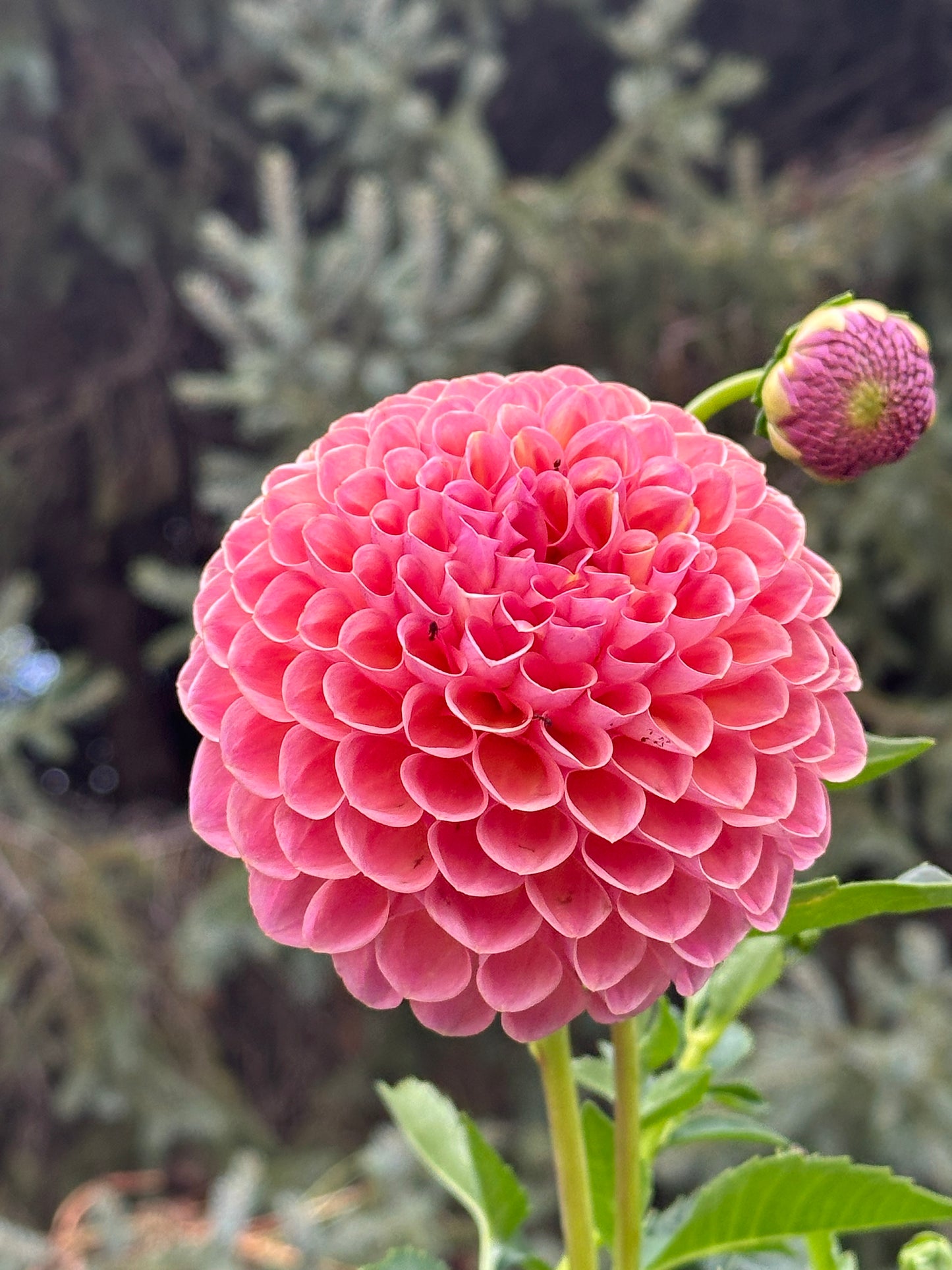 Jowey Winnie Dahlia Tuber