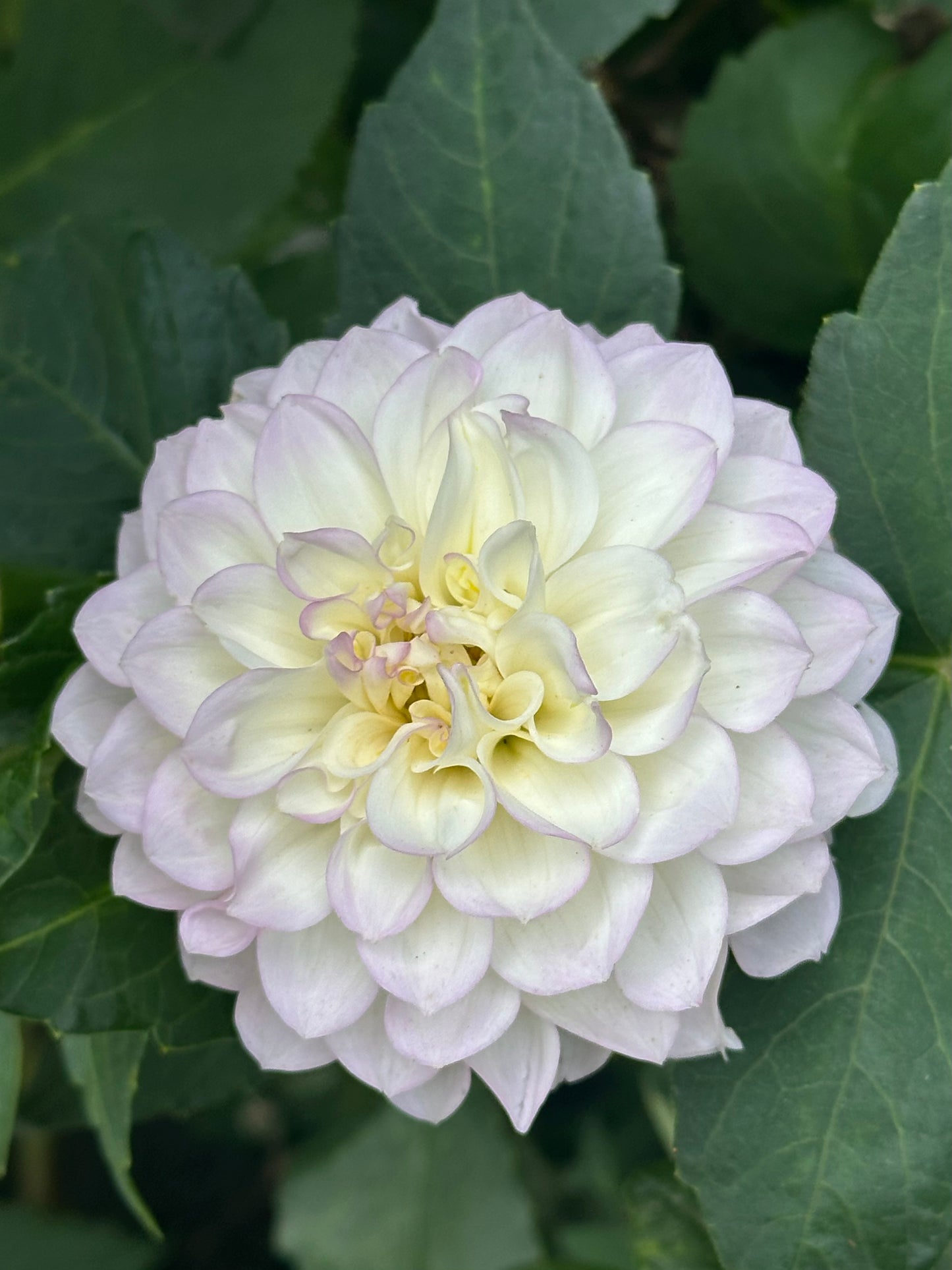 Midnight Moon Dahlia Tuber