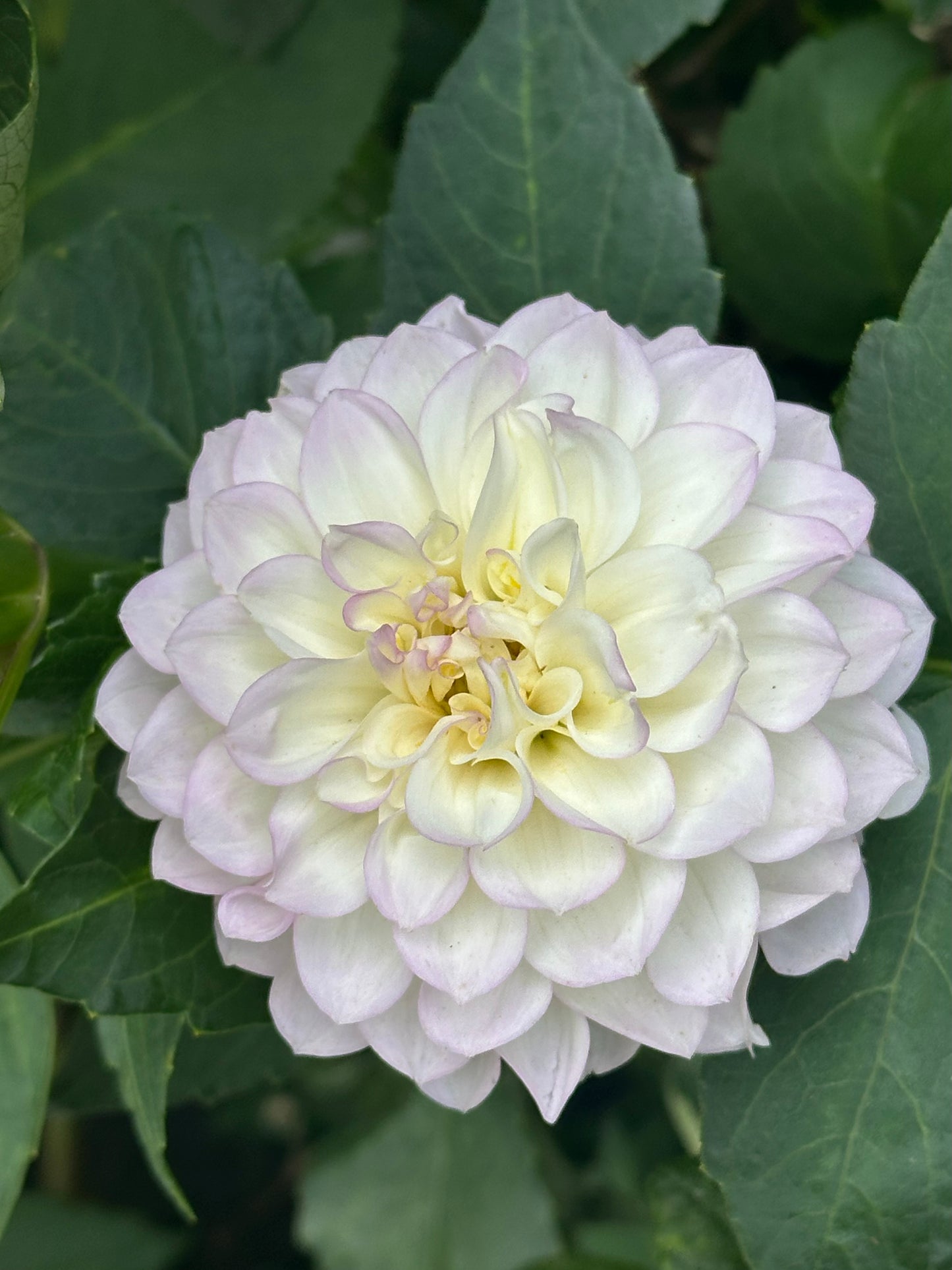 Midnight Moon Dahlia Tuber