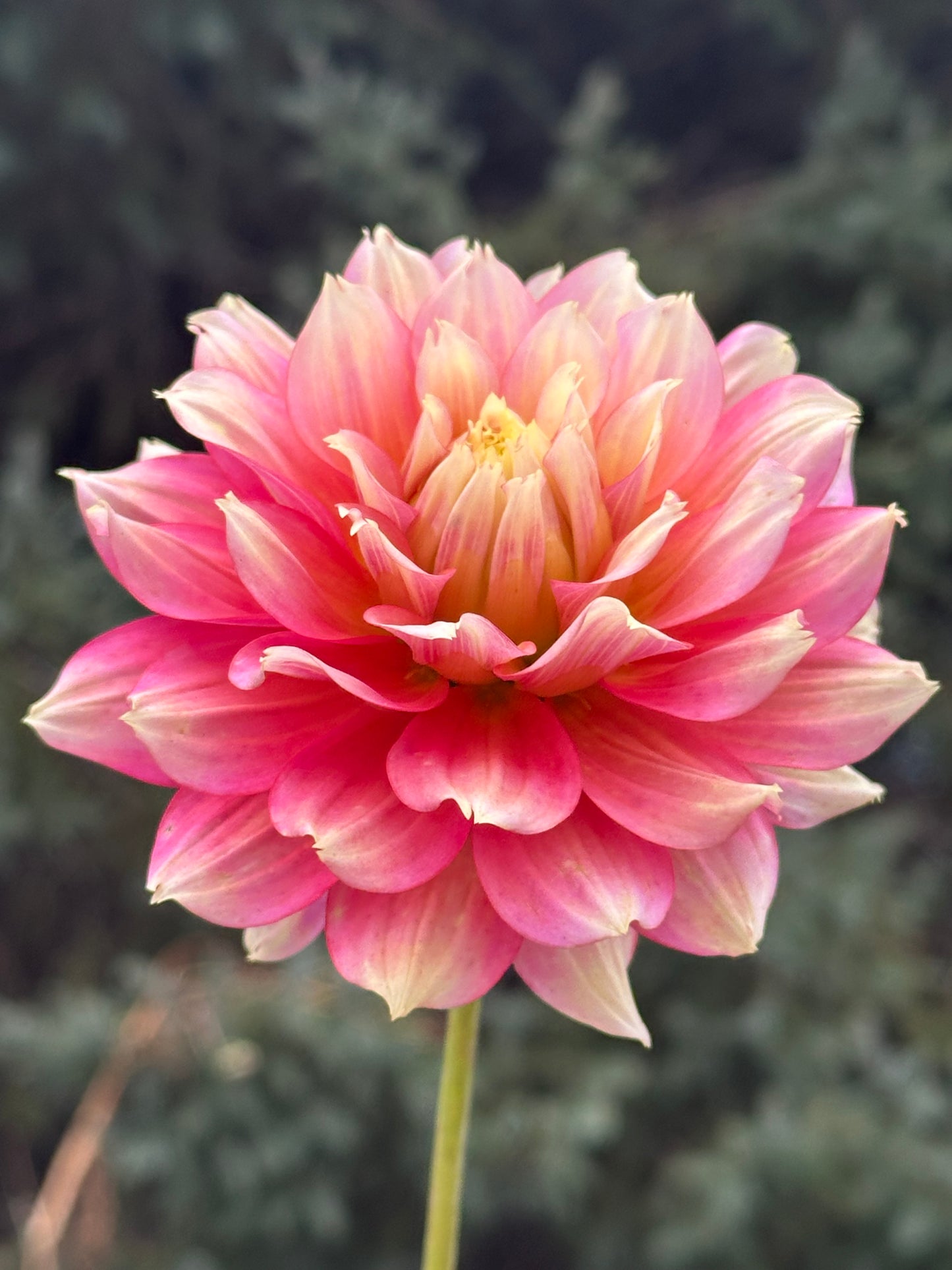 Fairytale Dahlia Tuber