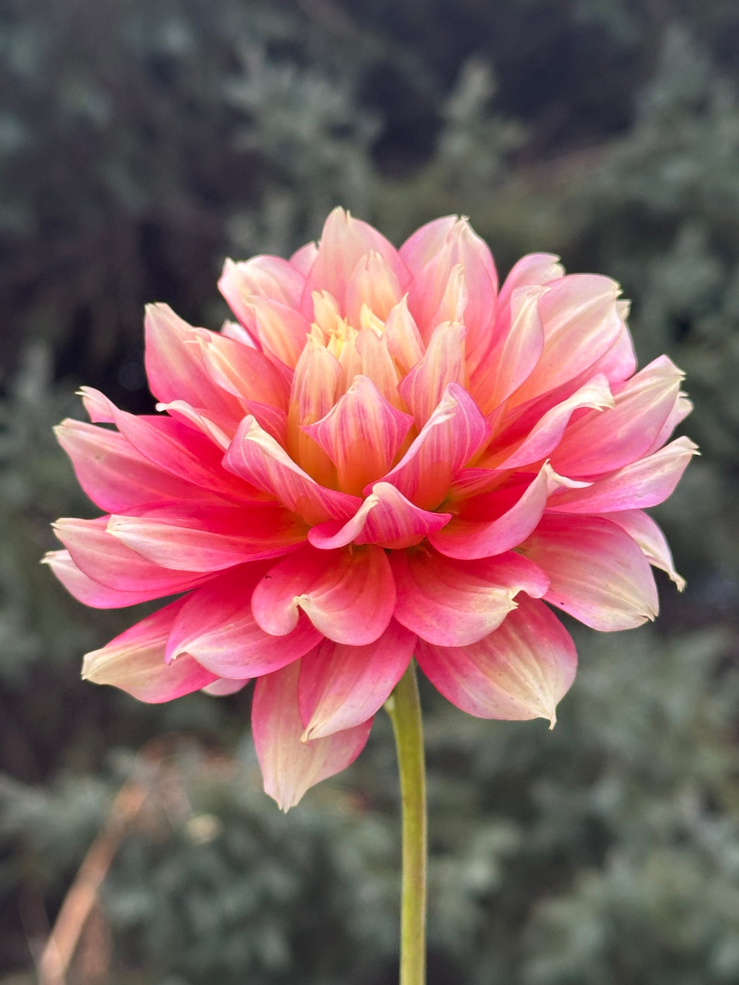 Fairytale Dahlia Tuber