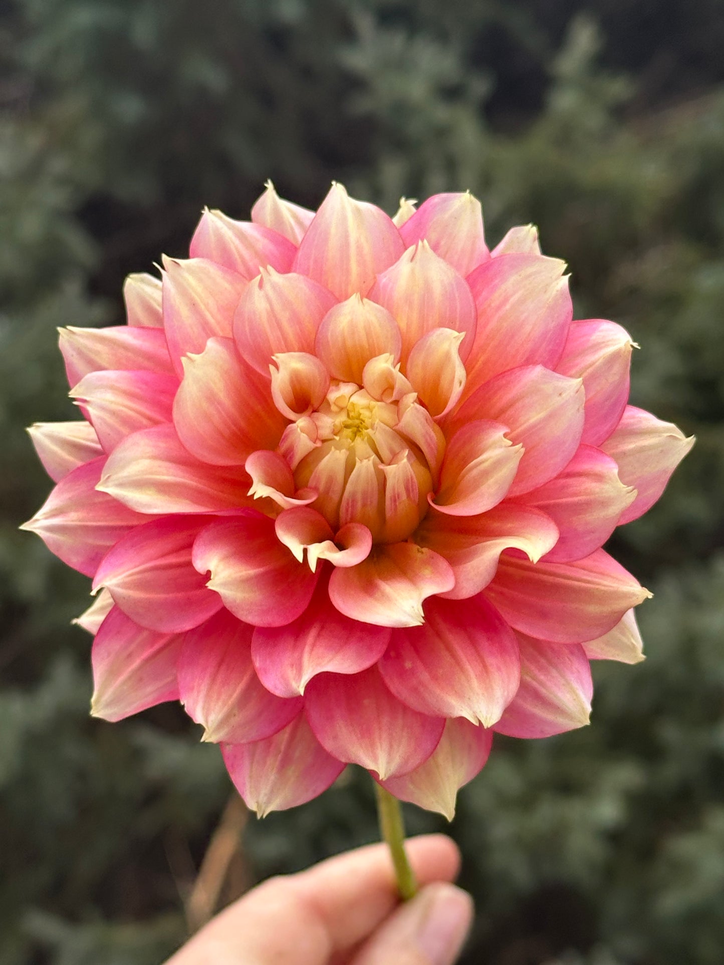 Fairytale Dahlia Tuber