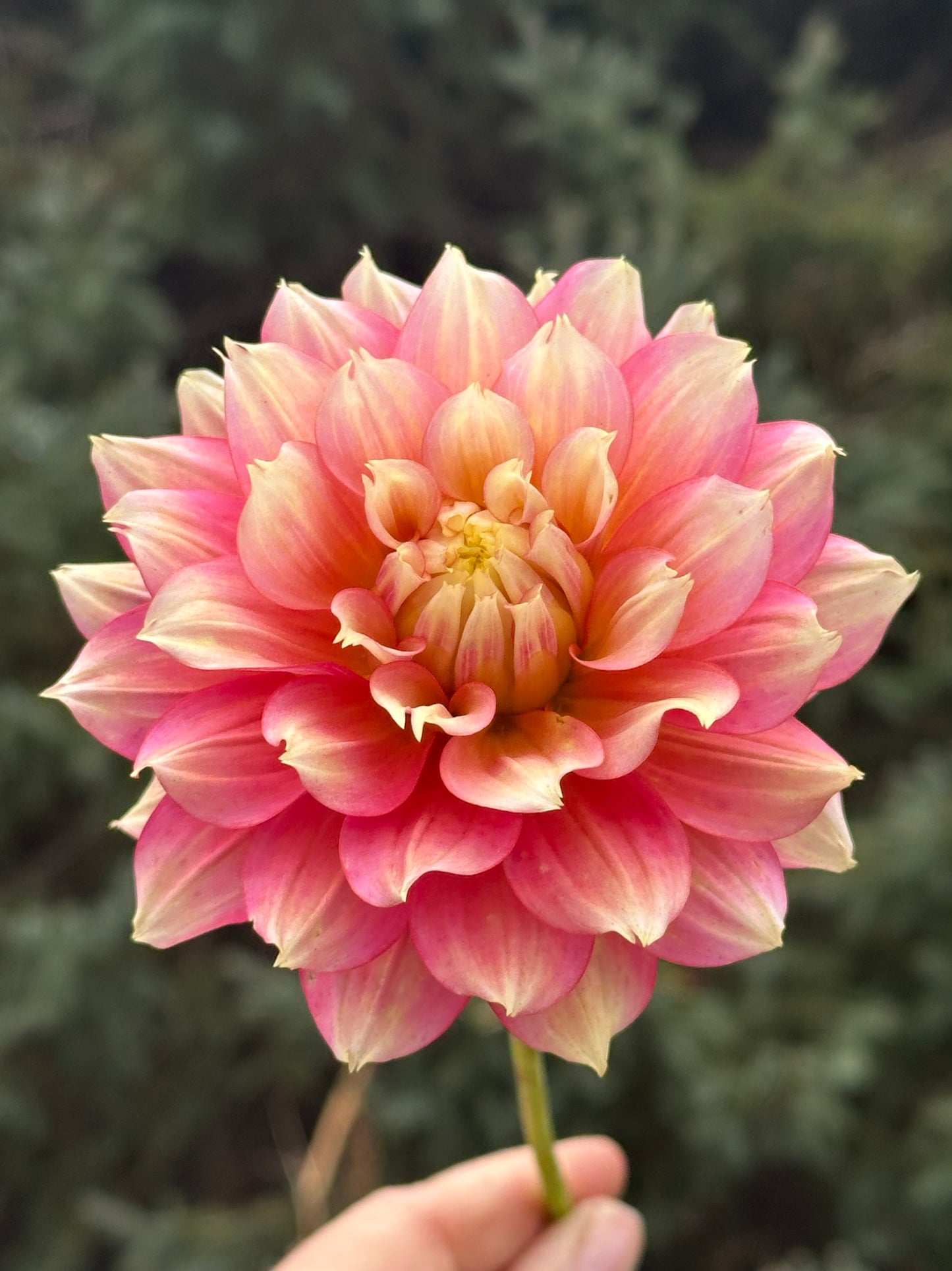 Fairytale Dahlia Tuber
