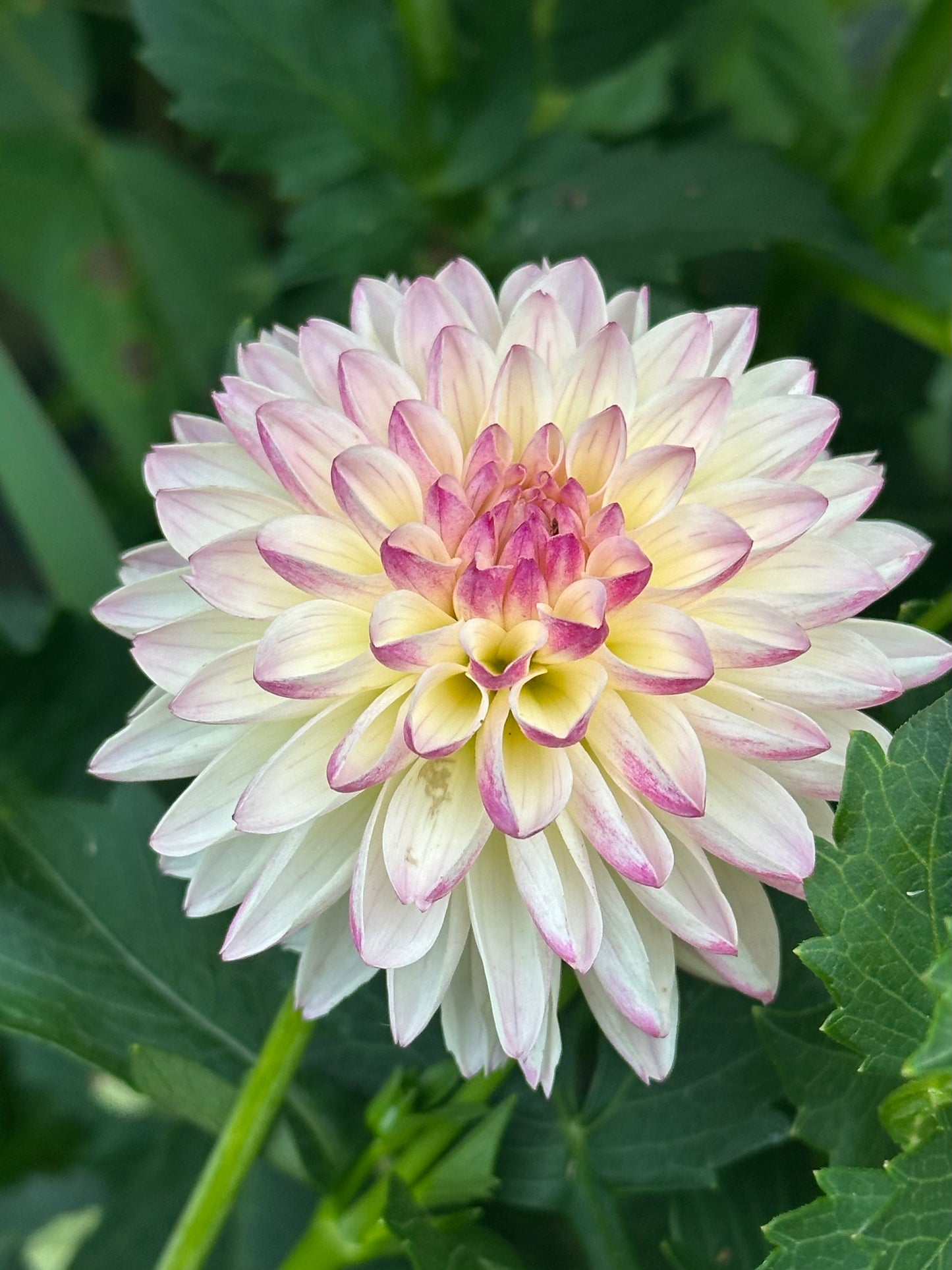 Valley Porcupine Dahlia Tuber