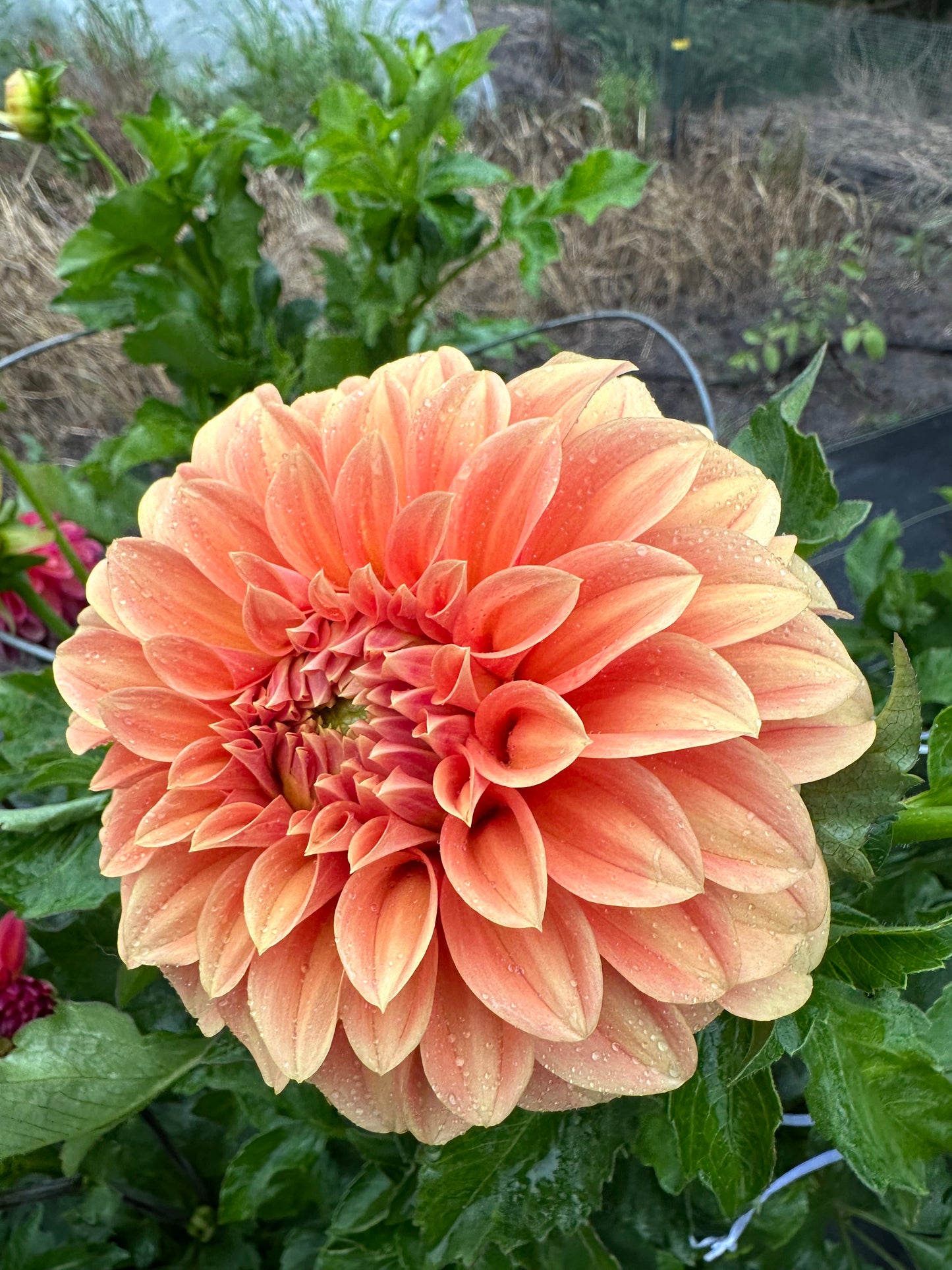 Bracken Palomino Dahlia