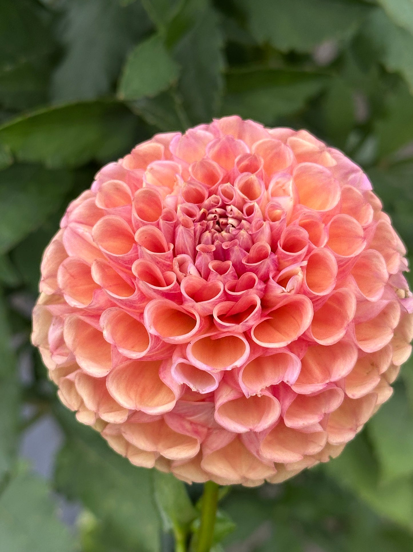 Burfoot Pasta Dahlia Tuber