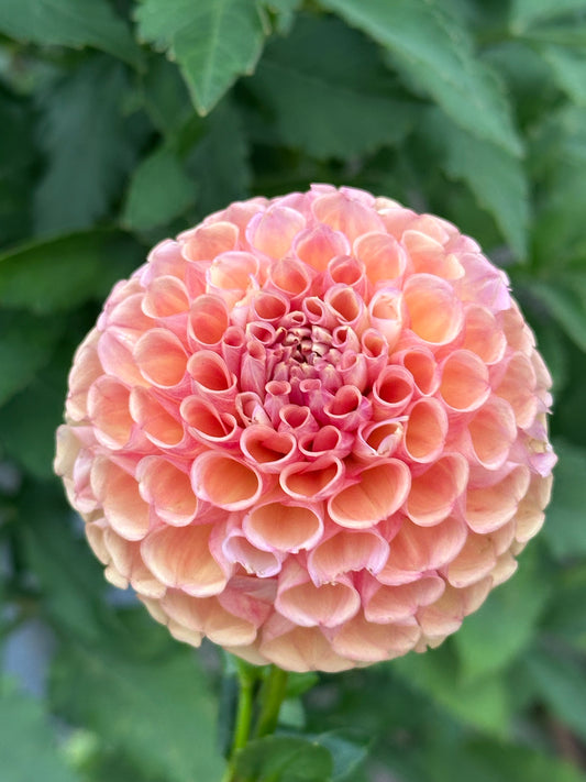 Burfoot Pasta Dahlia Tuber