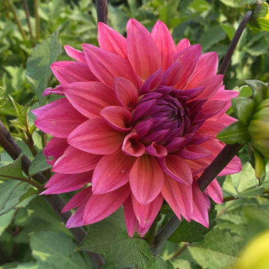 Feline Yvonne Dahlia Tuber