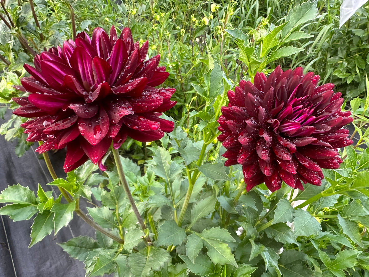 Hollyhill Black Beauty