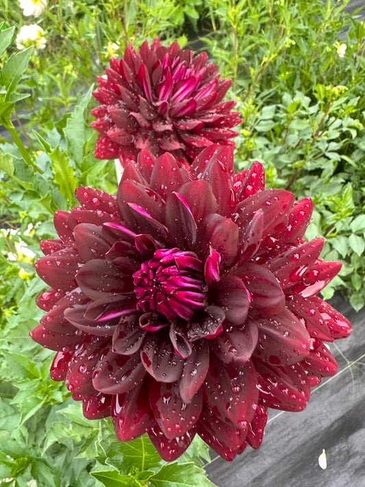 Hollyhill Black Beauty