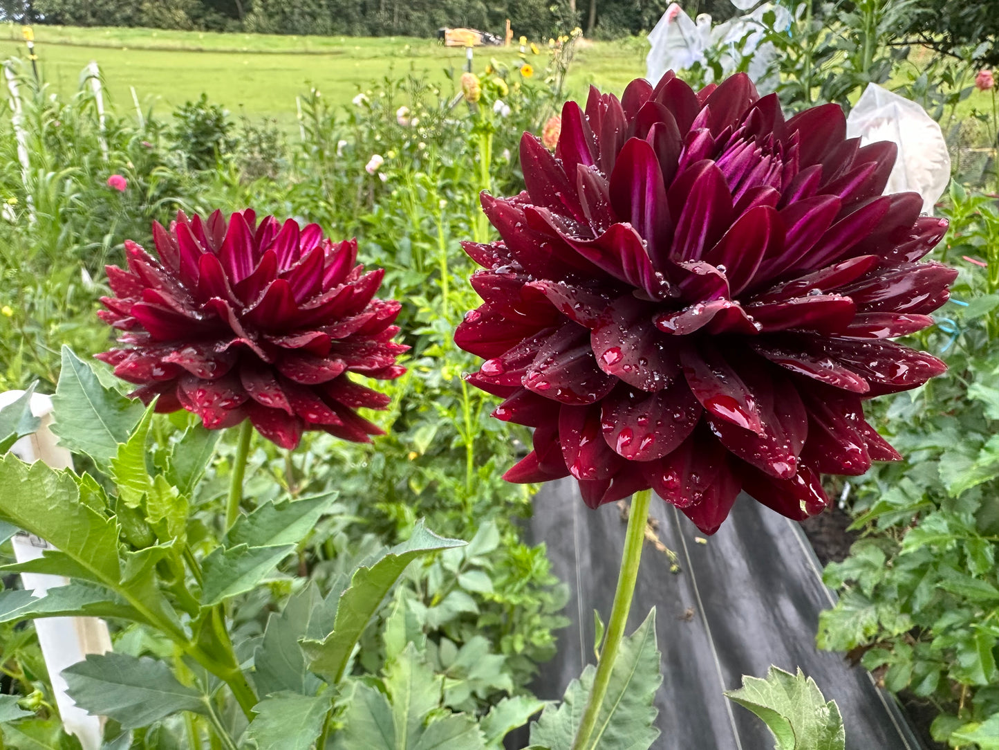 Hollyhill Black Beauty
