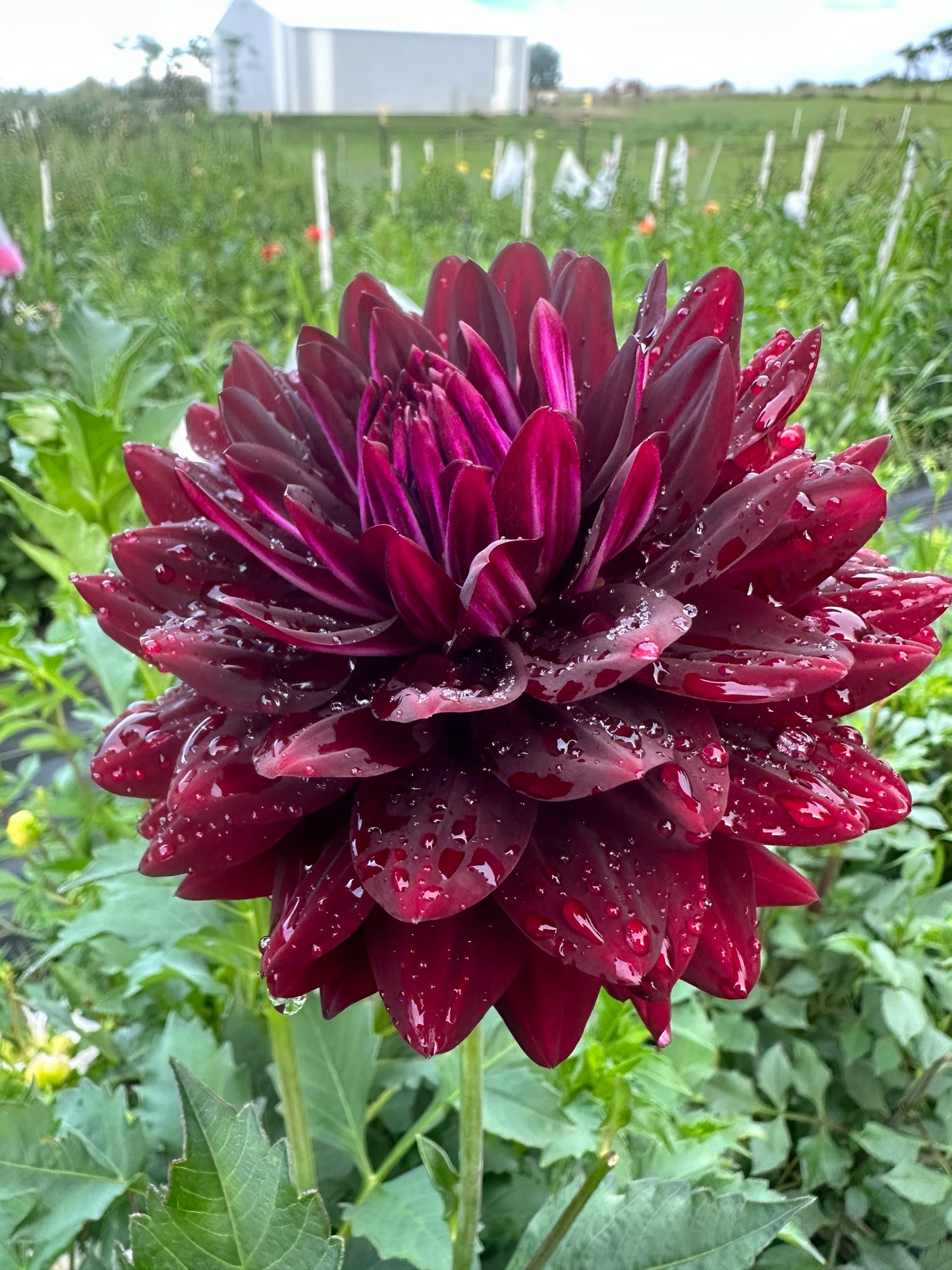 Hollyhill Black Beauty