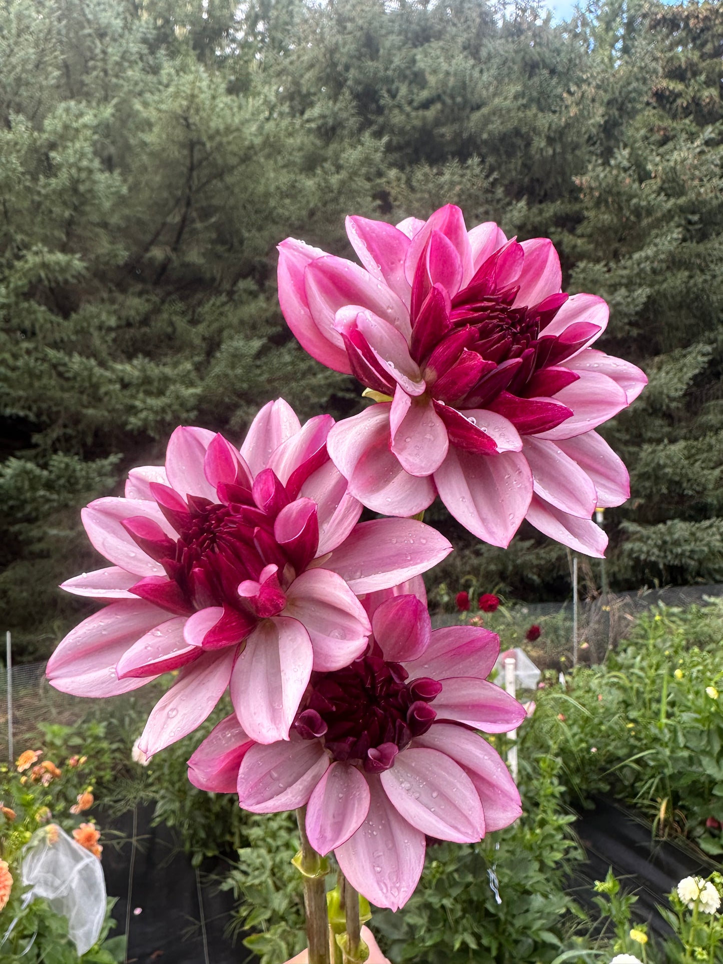 Creme De Cassis Dahlia Tuber
