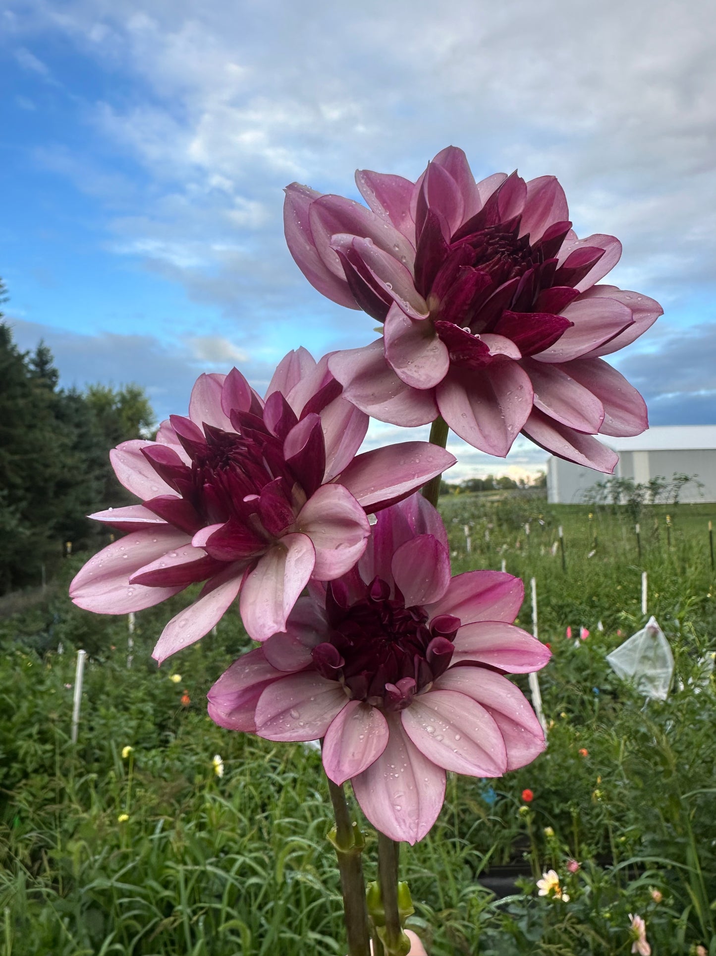 Creme De Cassis Dahlia Tuber