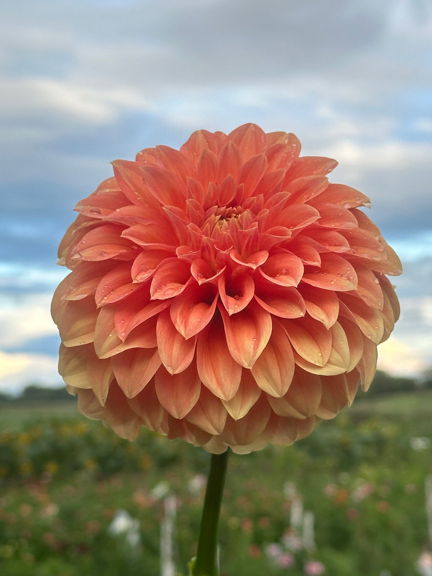 Bracken Palomino Dahlia