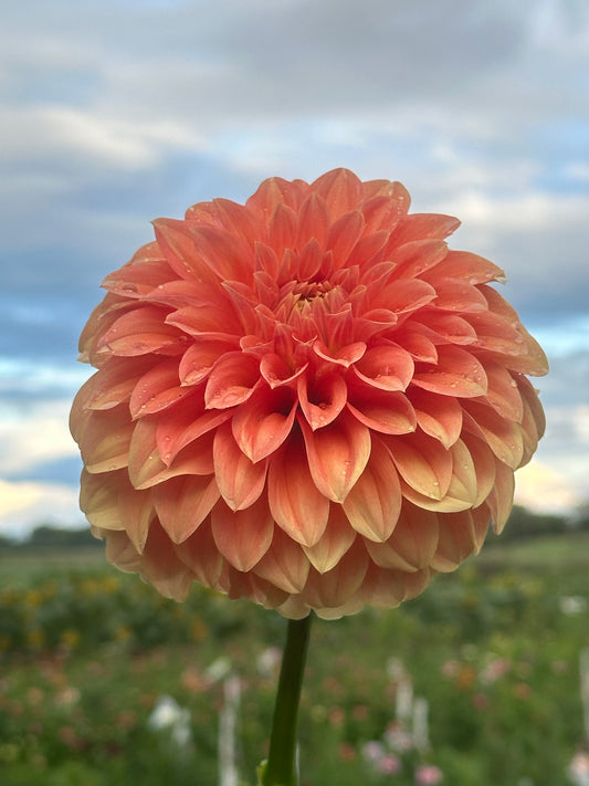 Bracken Palomino Dahlia
