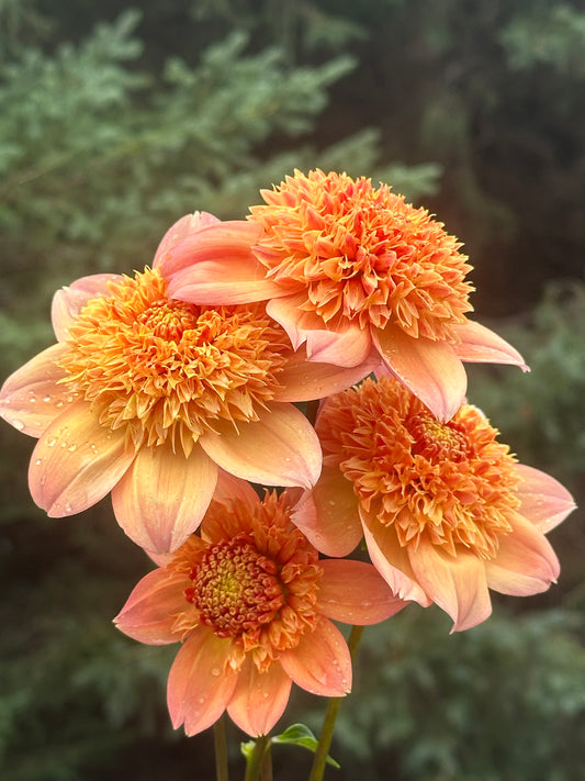 Sandia Brocade Dahlia Tuber