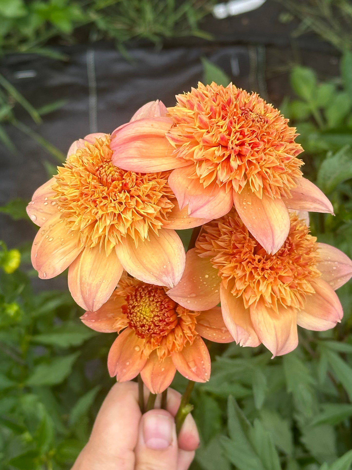 Sandia Brocade Dahlia Tuber