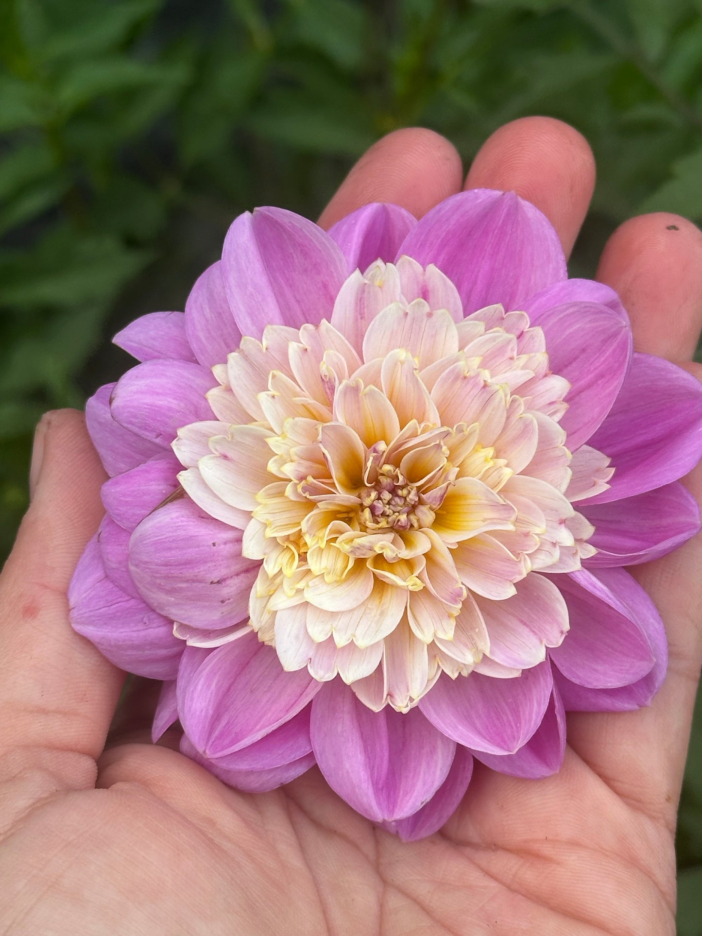 Take Off Dahlia Tuber