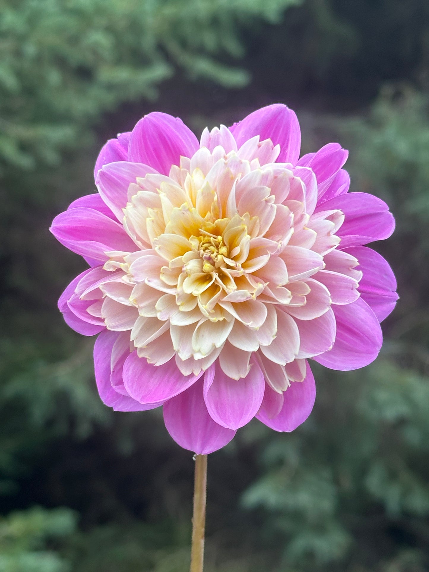 Take Off Dahlia Tuber