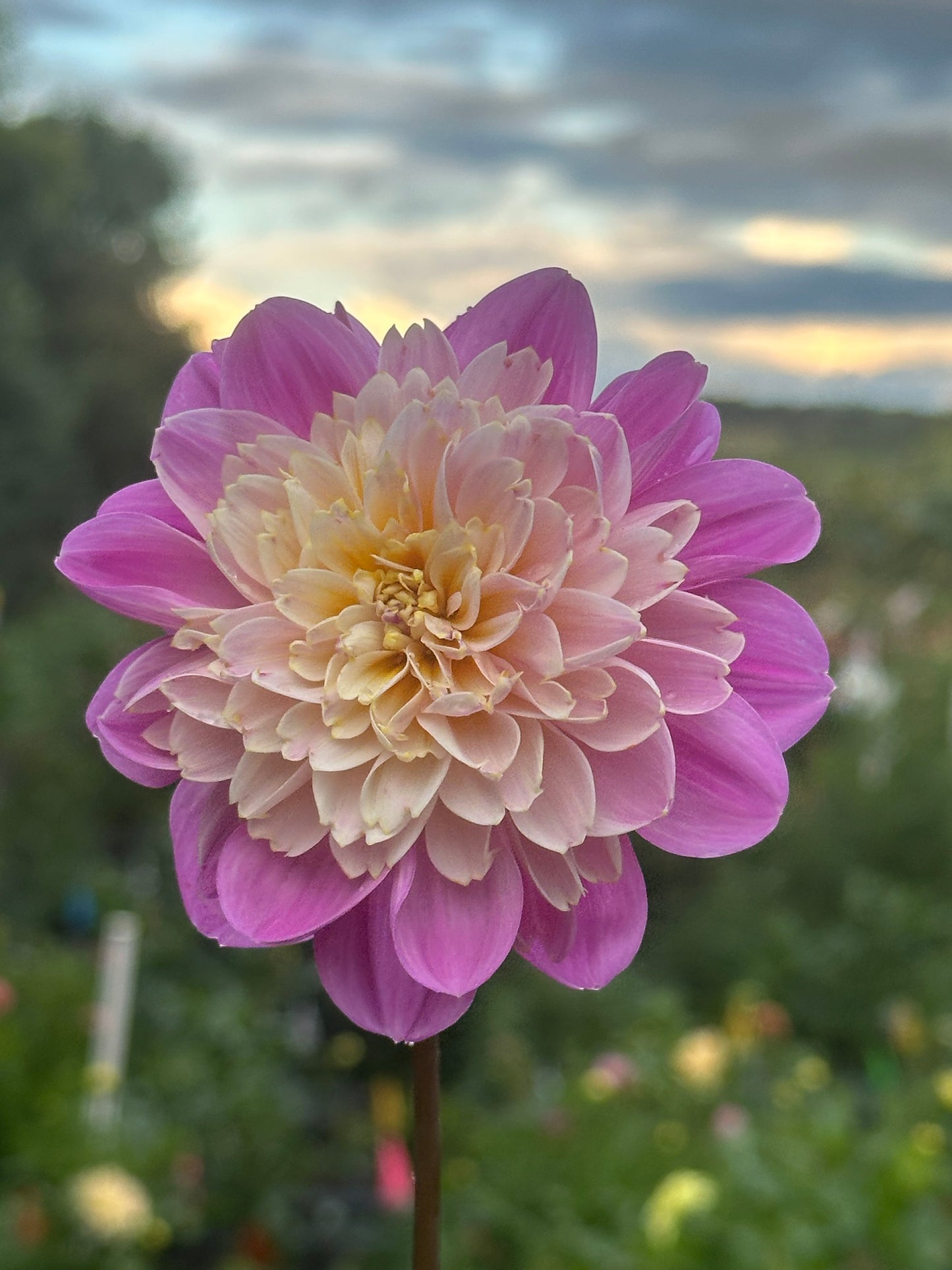 Take Off Dahlia Tuber