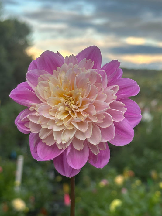 Take Off Dahlia Tuber