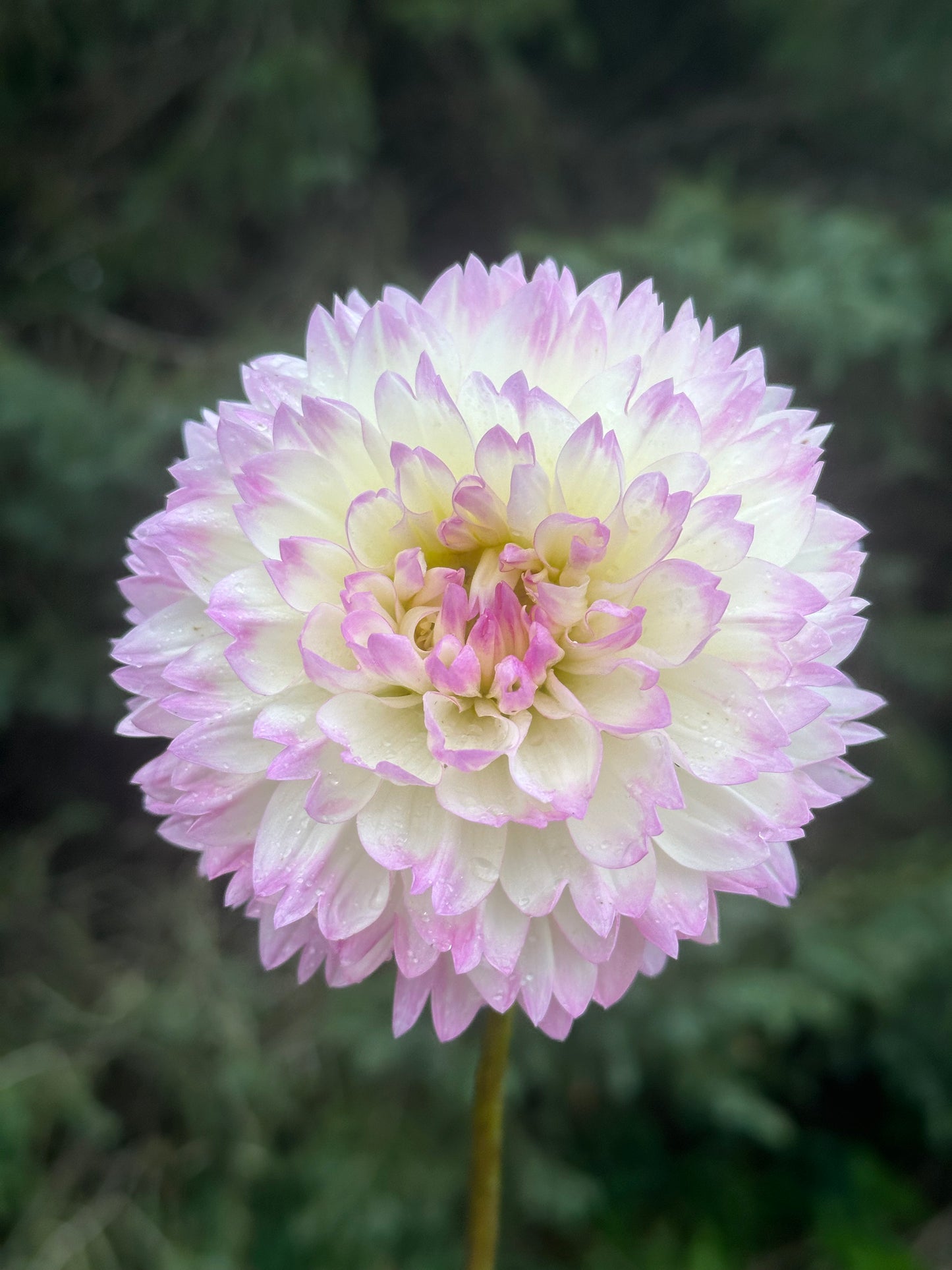 Lisa Dahlia Tuber