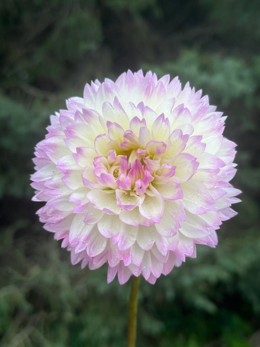 Lisa Dahlia Tuber