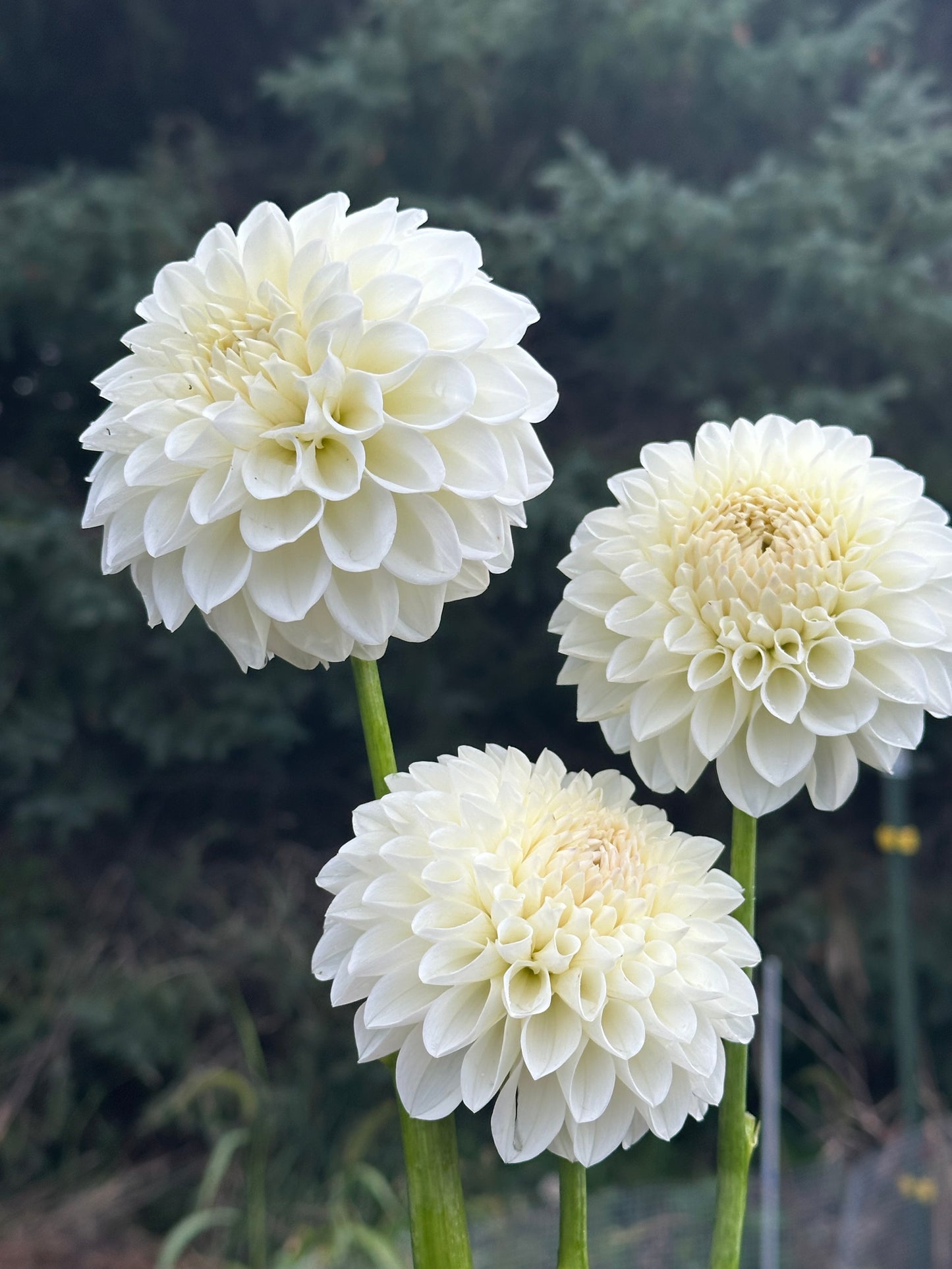 Brookside Snowball Dahlia Tuber