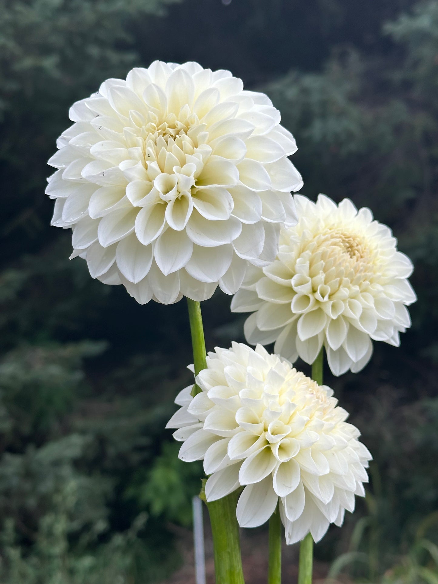 Brookside Snowball Dahlia Tuber