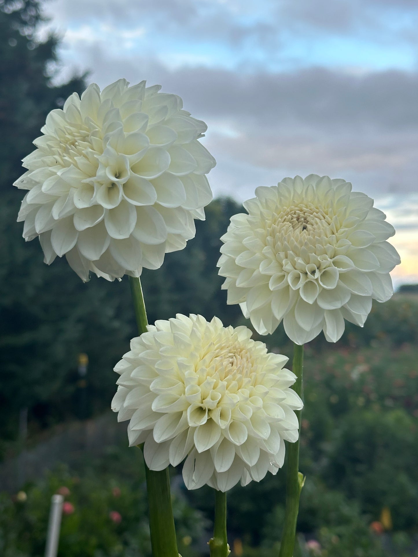 Brookside Snowball Dahlia Tuber