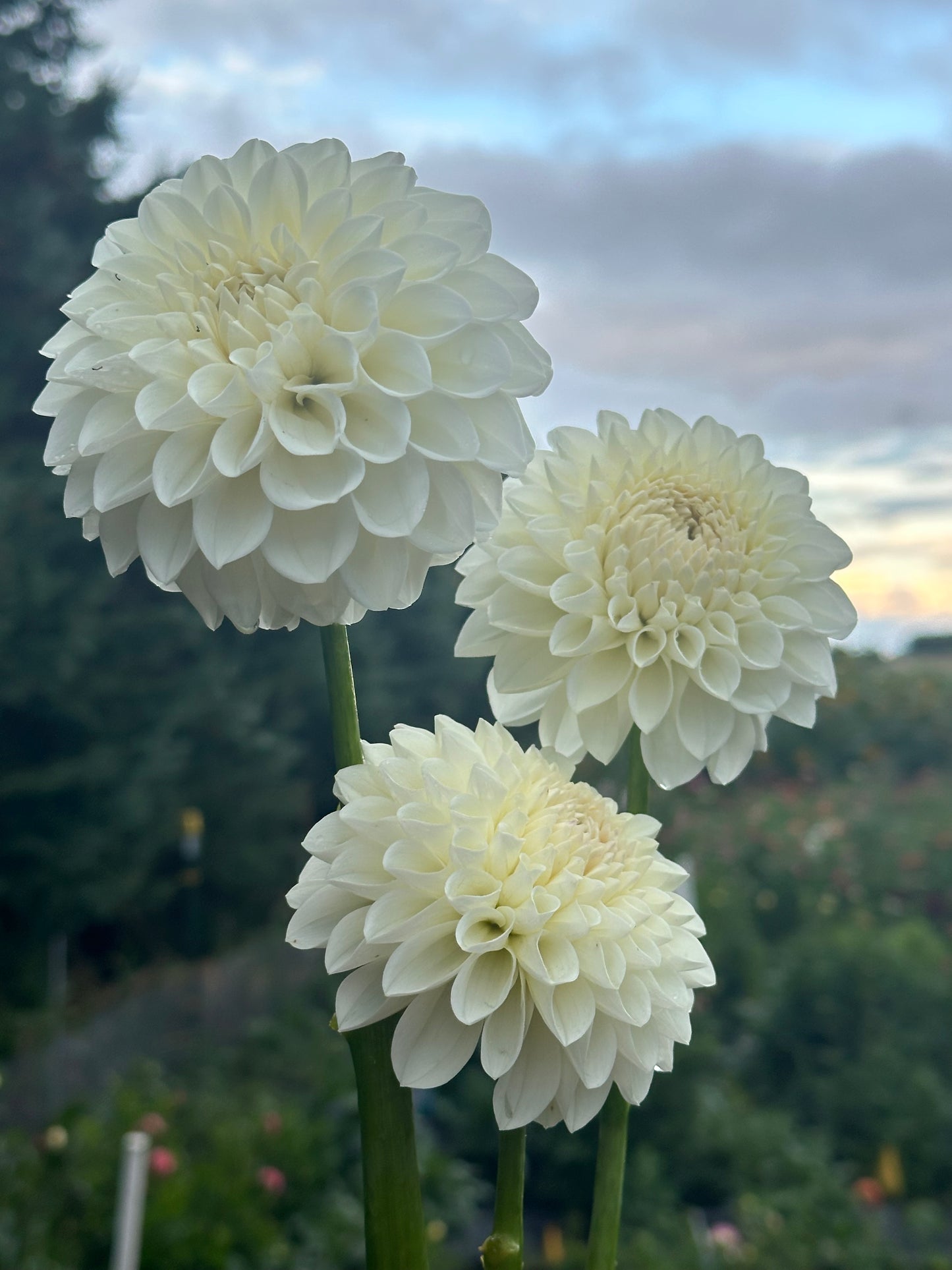 Brookside Snowball Dahlia Tuber