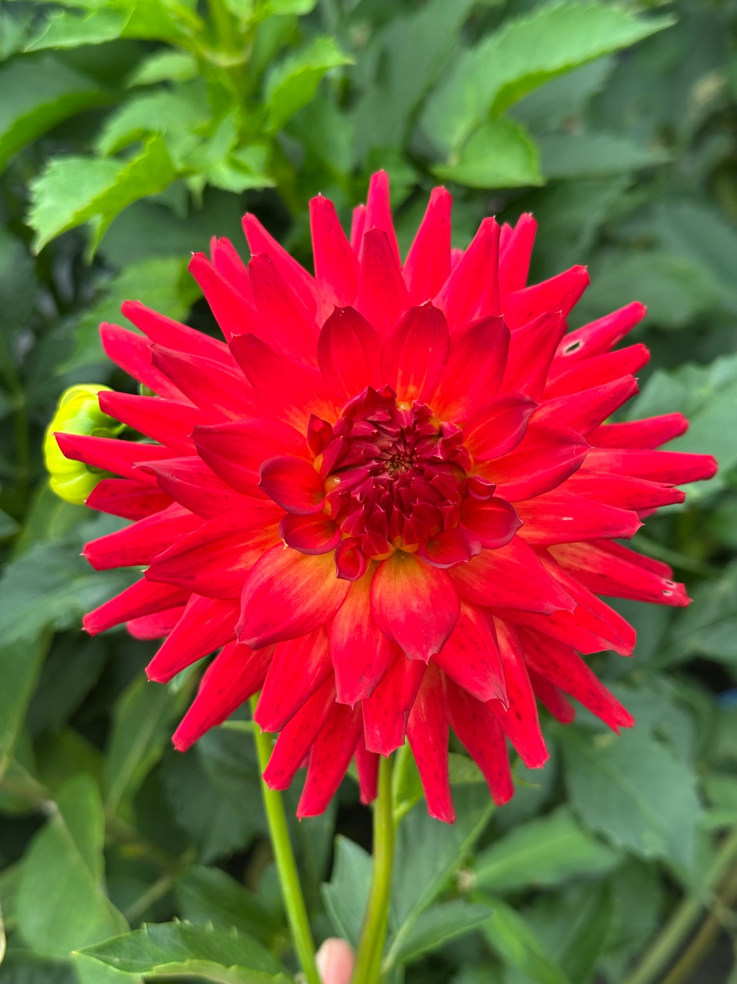 Bloomquist Tropic Dahlia Tuber