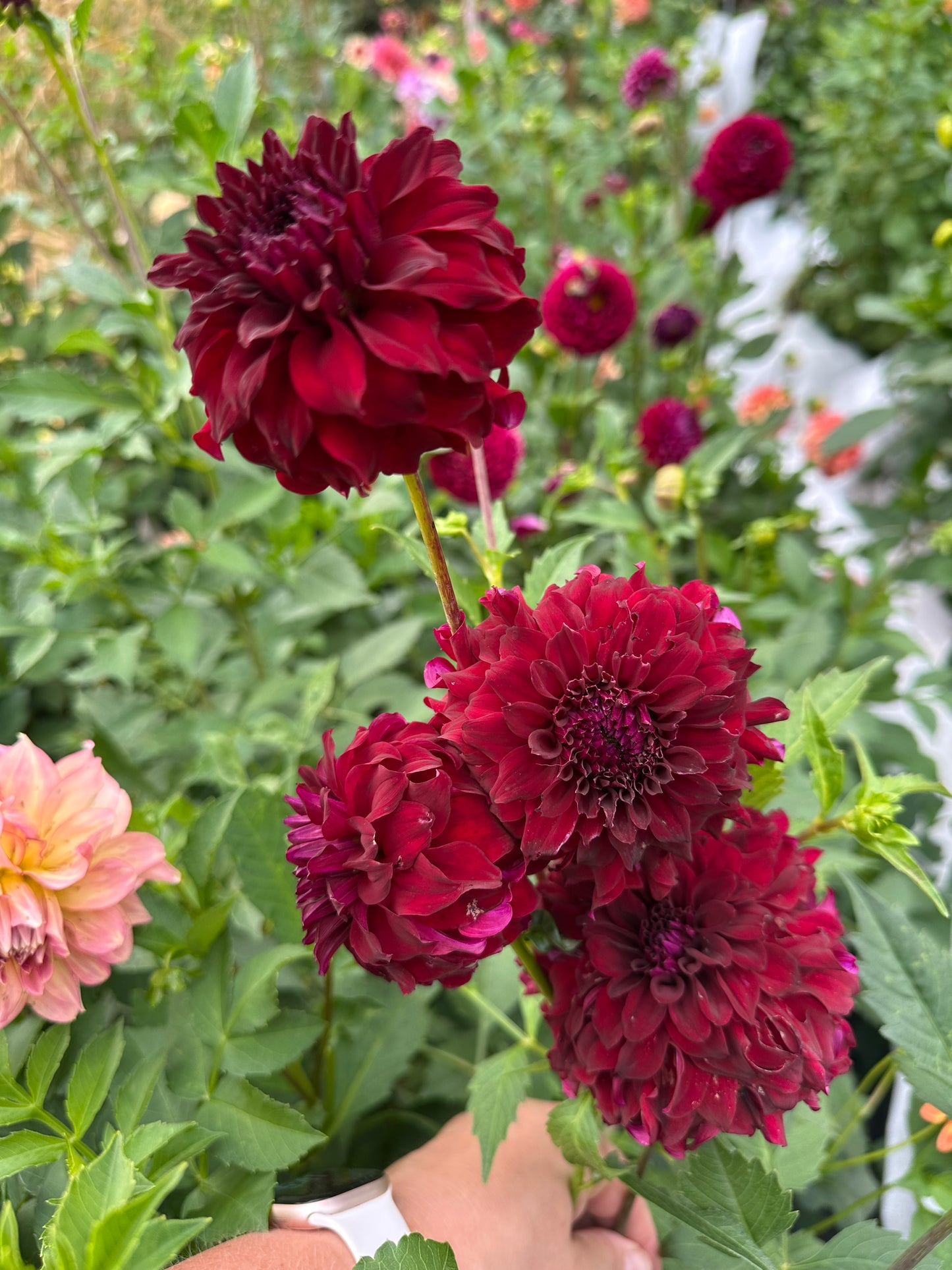 River's Penelope Dahlia Tuber