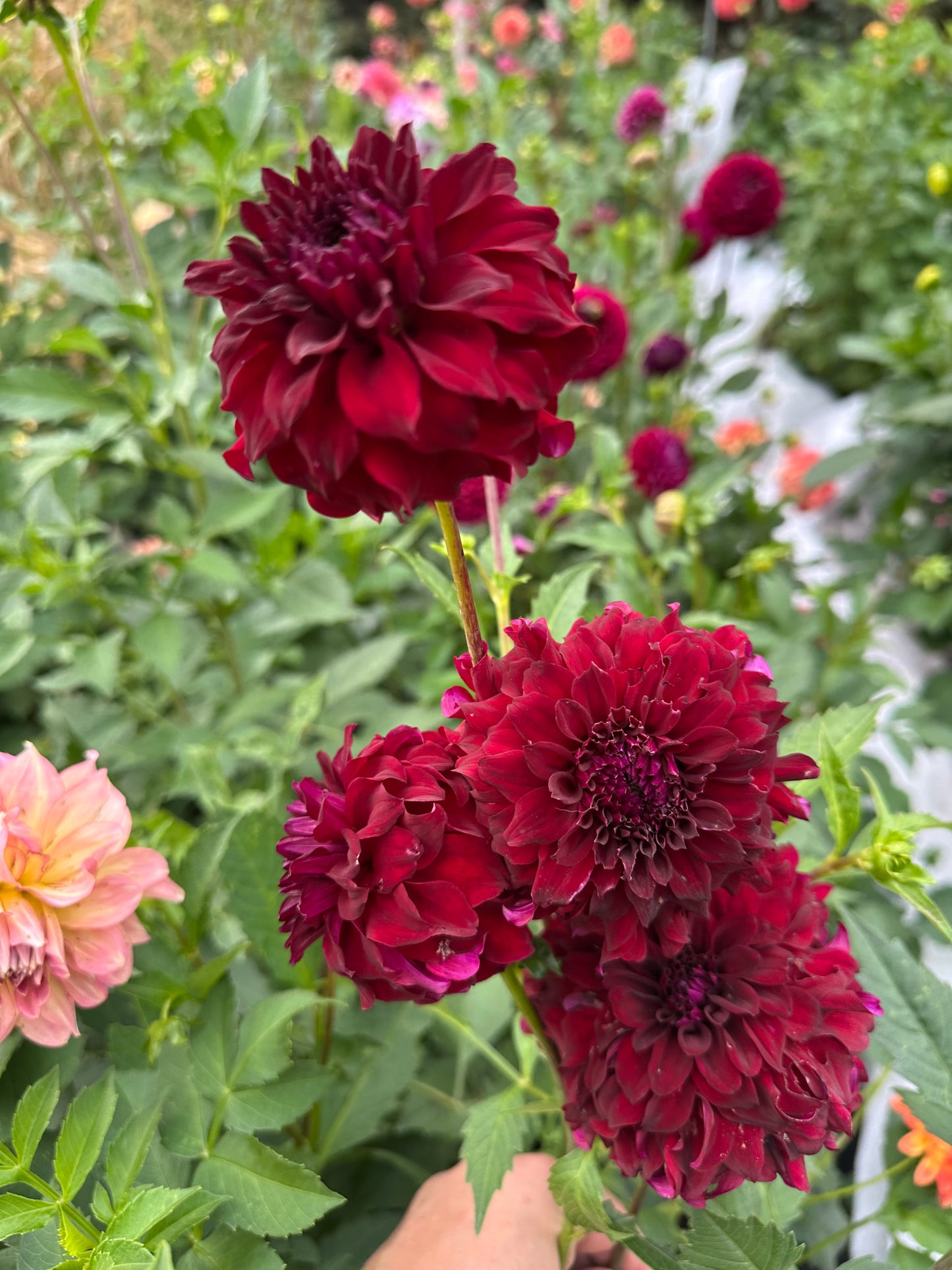 River's Penelope Dahlia Tuber