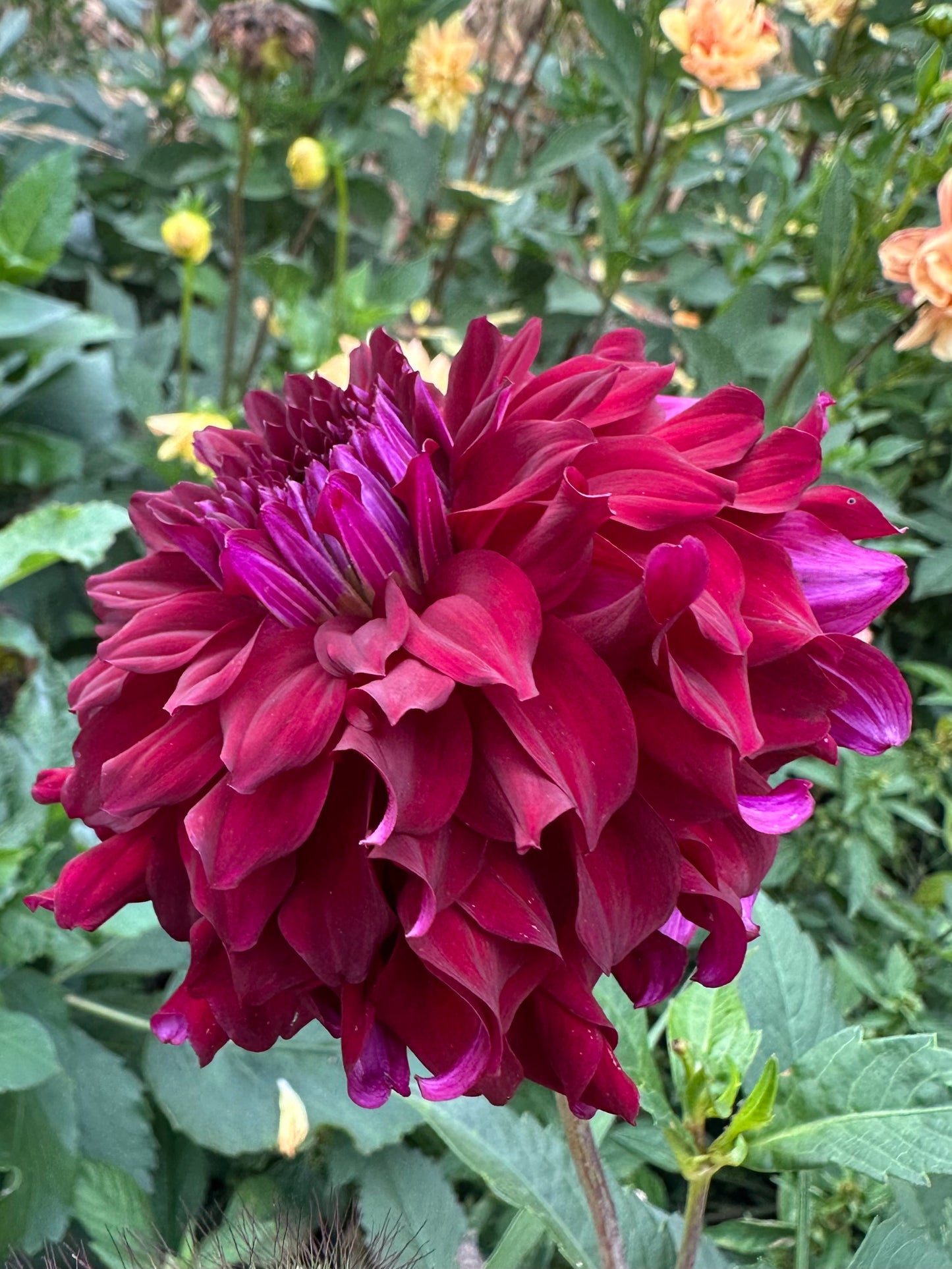 River's Penelope Dahlia Tuber