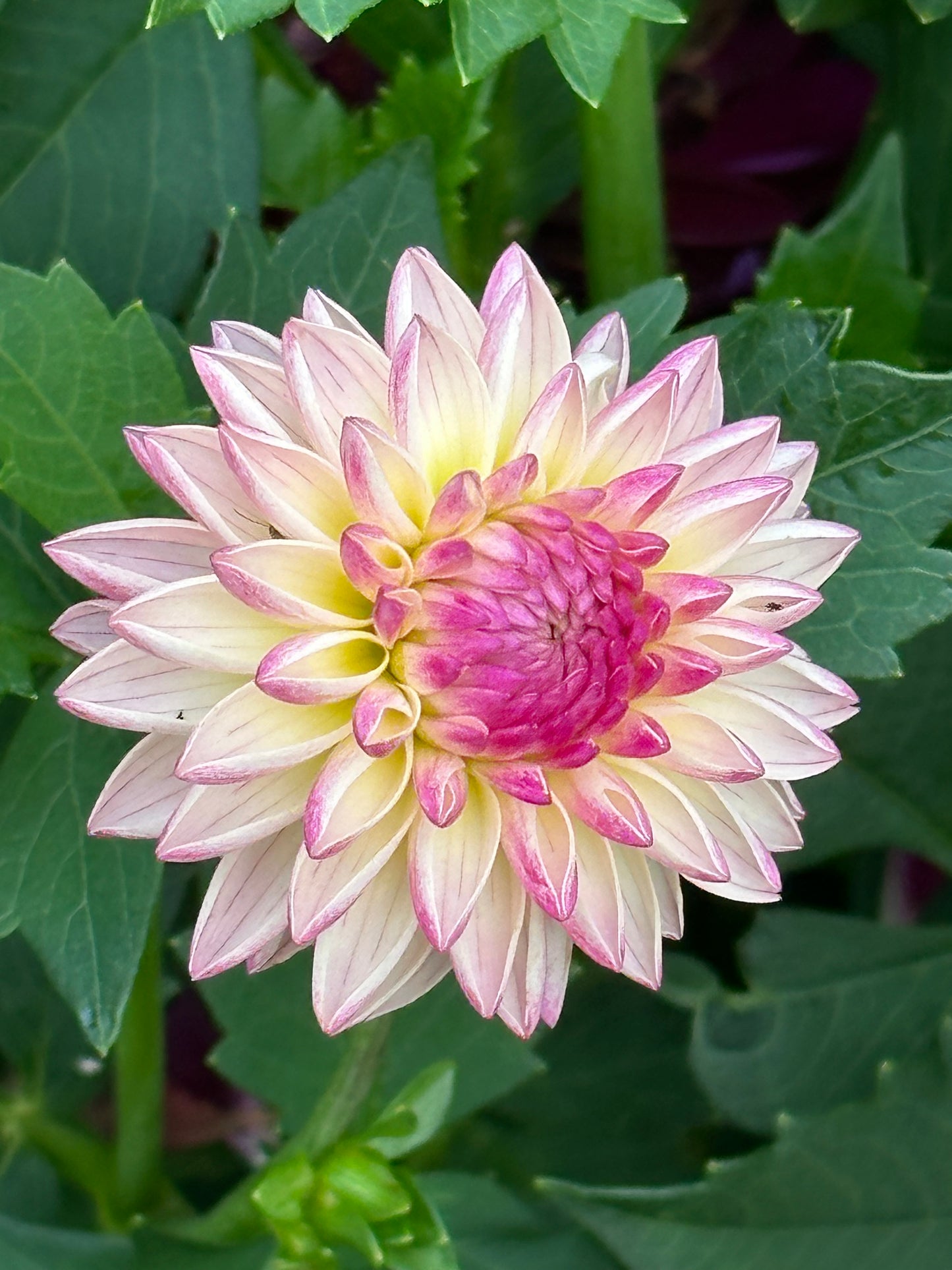 Valley Porcupine Dahlia Tuber