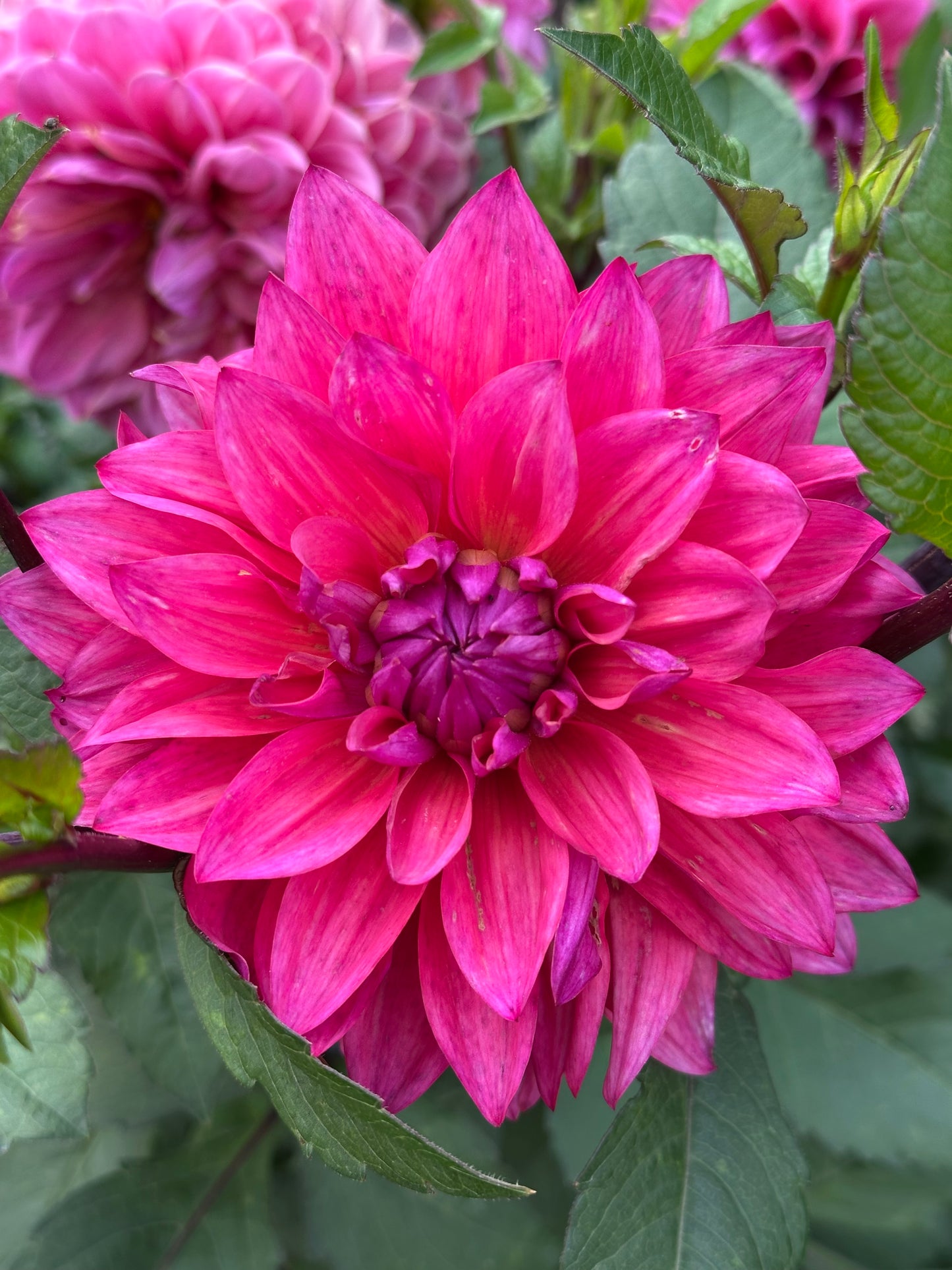 Feline Yvonne Dahlia Tuber