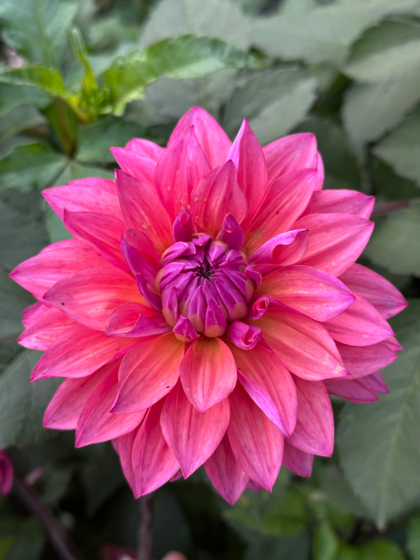 Feline Yvonne Dahlia Tuber