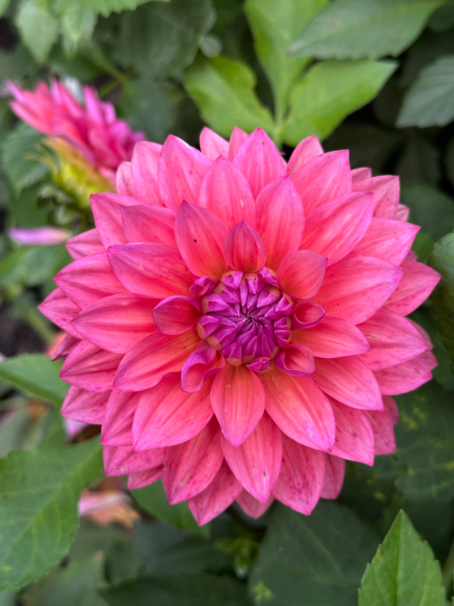 Feline Yvonne Dahlia Tuber