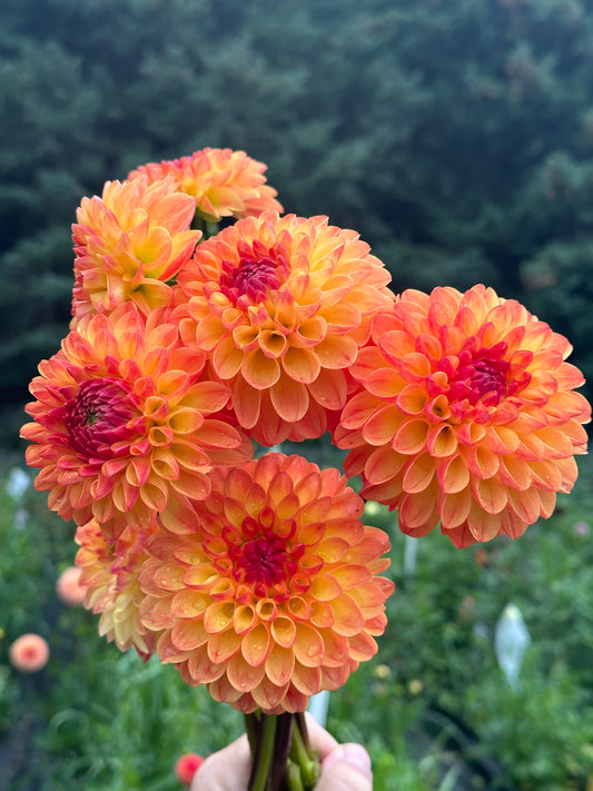 Jowey Chantal Dahlia Tuber